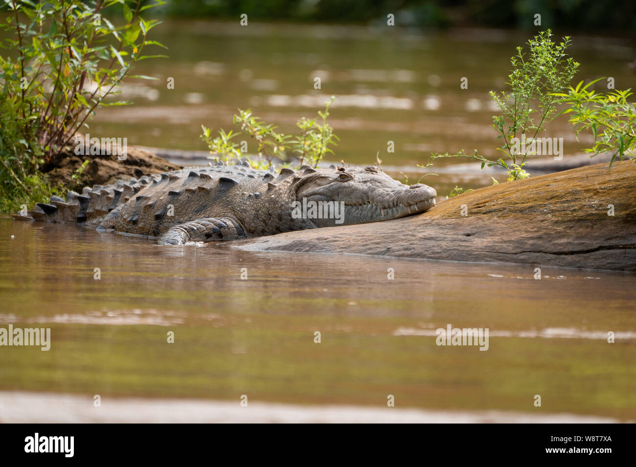 The American crocodile is a large crocodilian that can reach lengths up to 7 metres (4 m being average adult size) Stock Photo