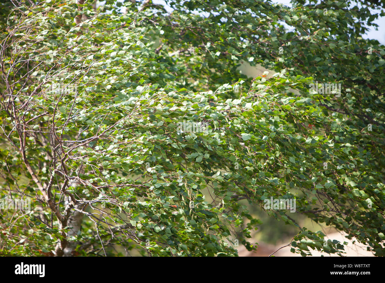 tree populus alba nivea in heavy storm shows light underside of leaves Stock Photo