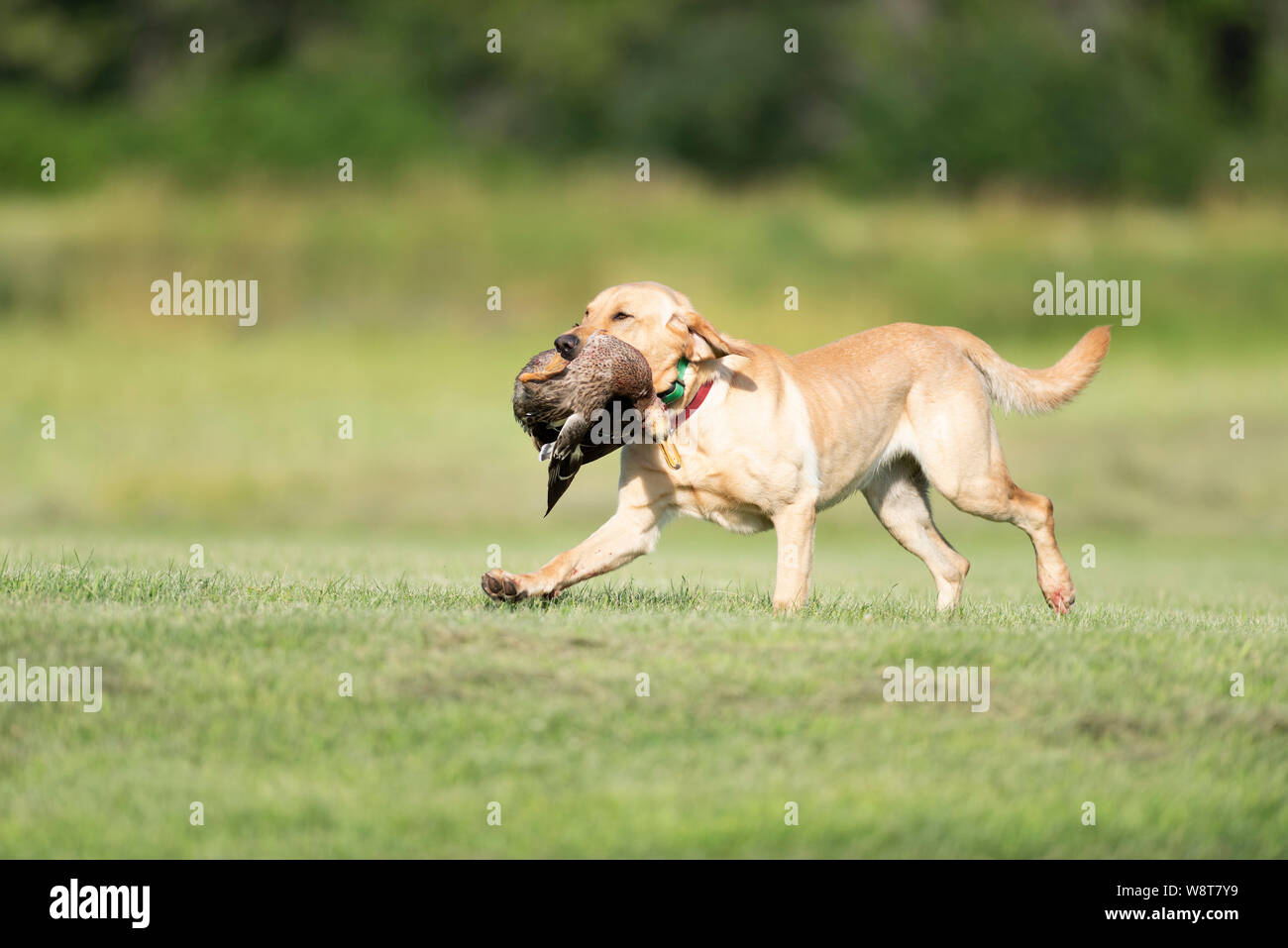 Dog Training with Labrador Retrievers Stock Photo Alamy