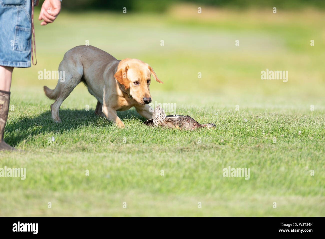 Dog Training with Labrador Retrievers Stock Photo Alamy