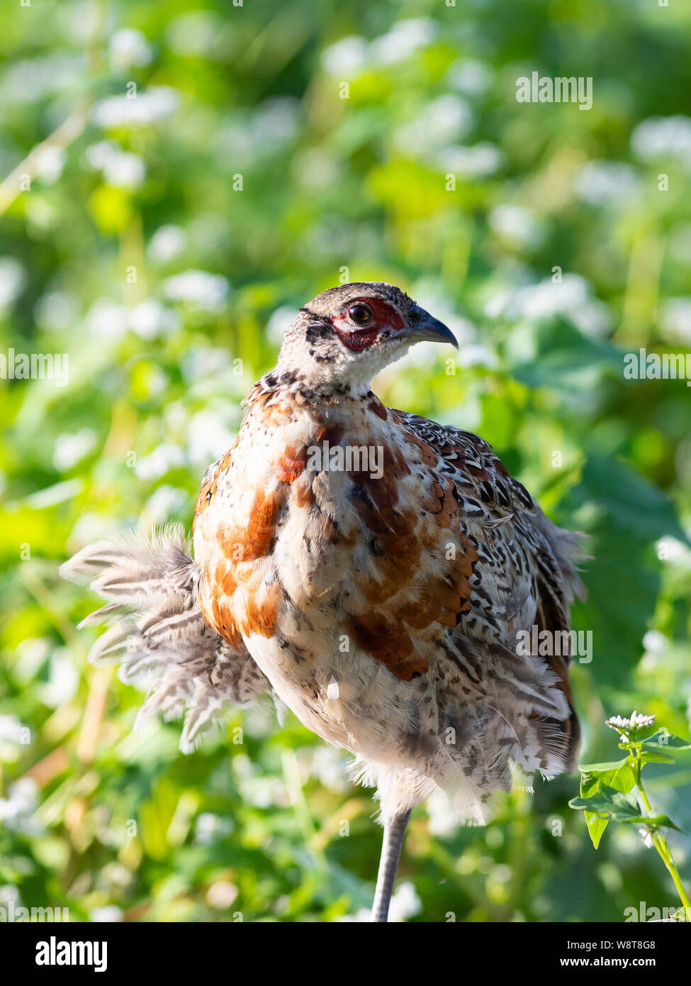 Young Pheasants in South Dakota Stock Photo Alamy