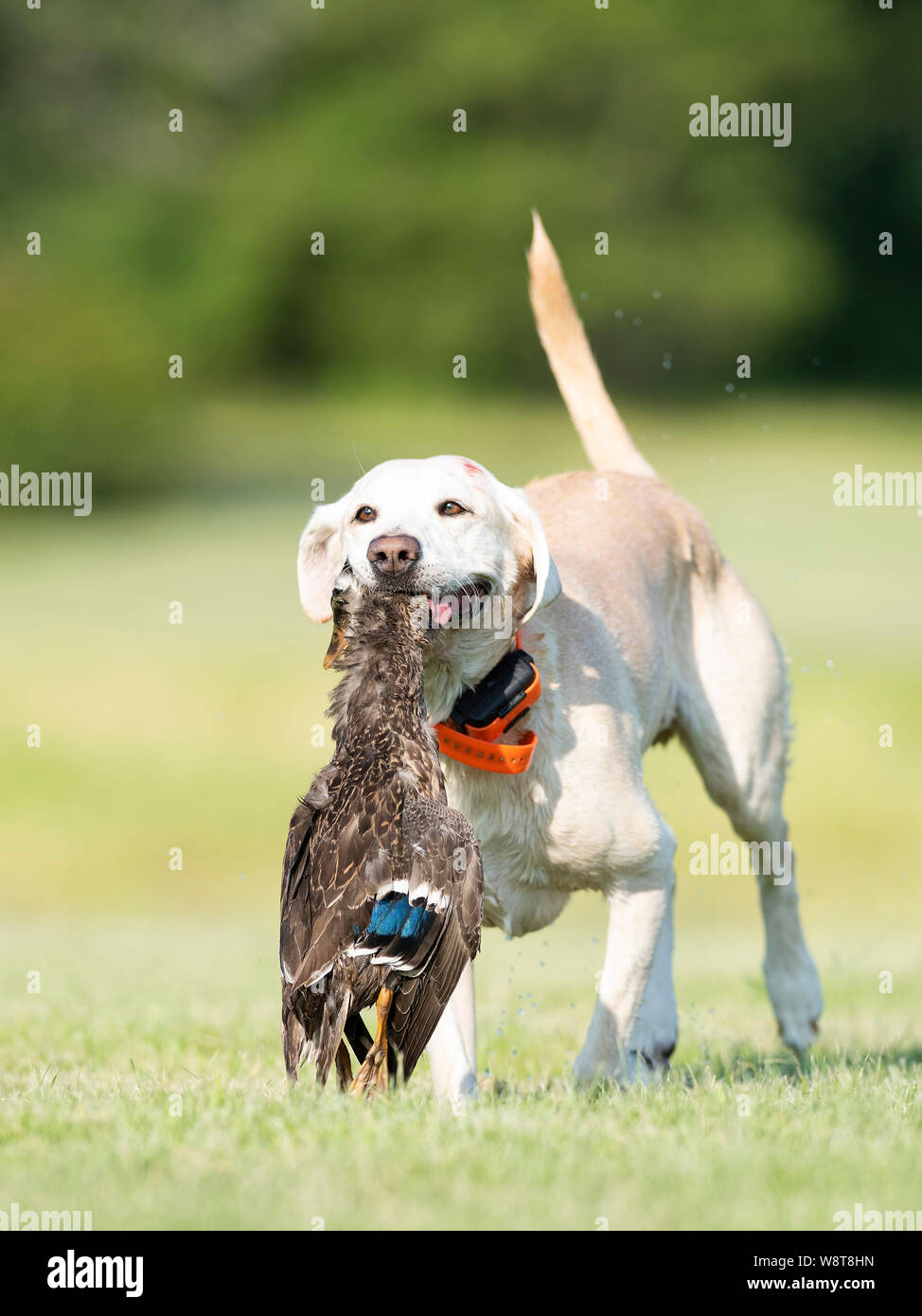 Dog Training with Labrador Retrievers Stock Photo Alamy