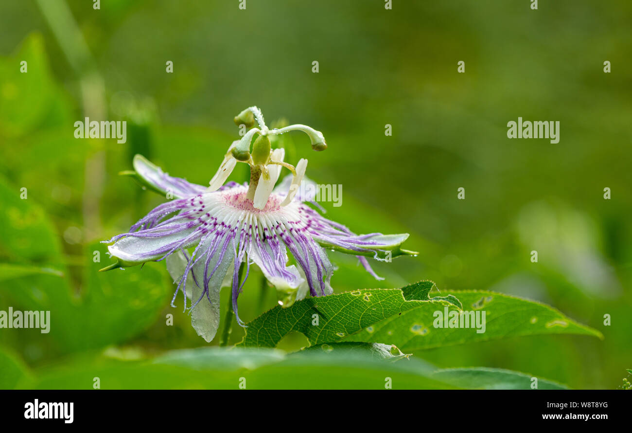 Flower of passion vine (Passiflora incarnata) blooming in backyard in central Virginia after a rain. Only member of genus native to North America. Stock Photo