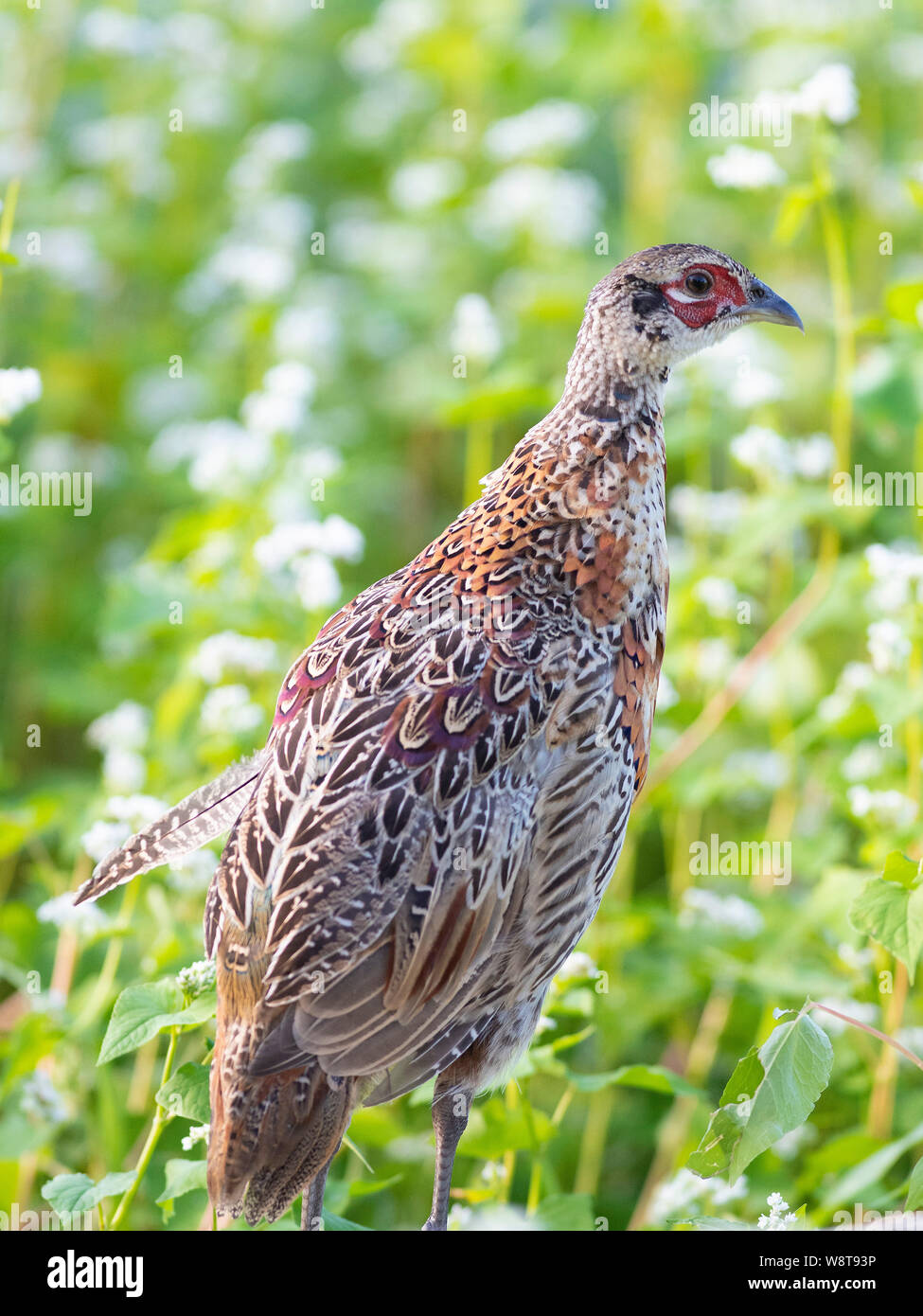Young Pheasants in South Dakota Stock Photo Alamy