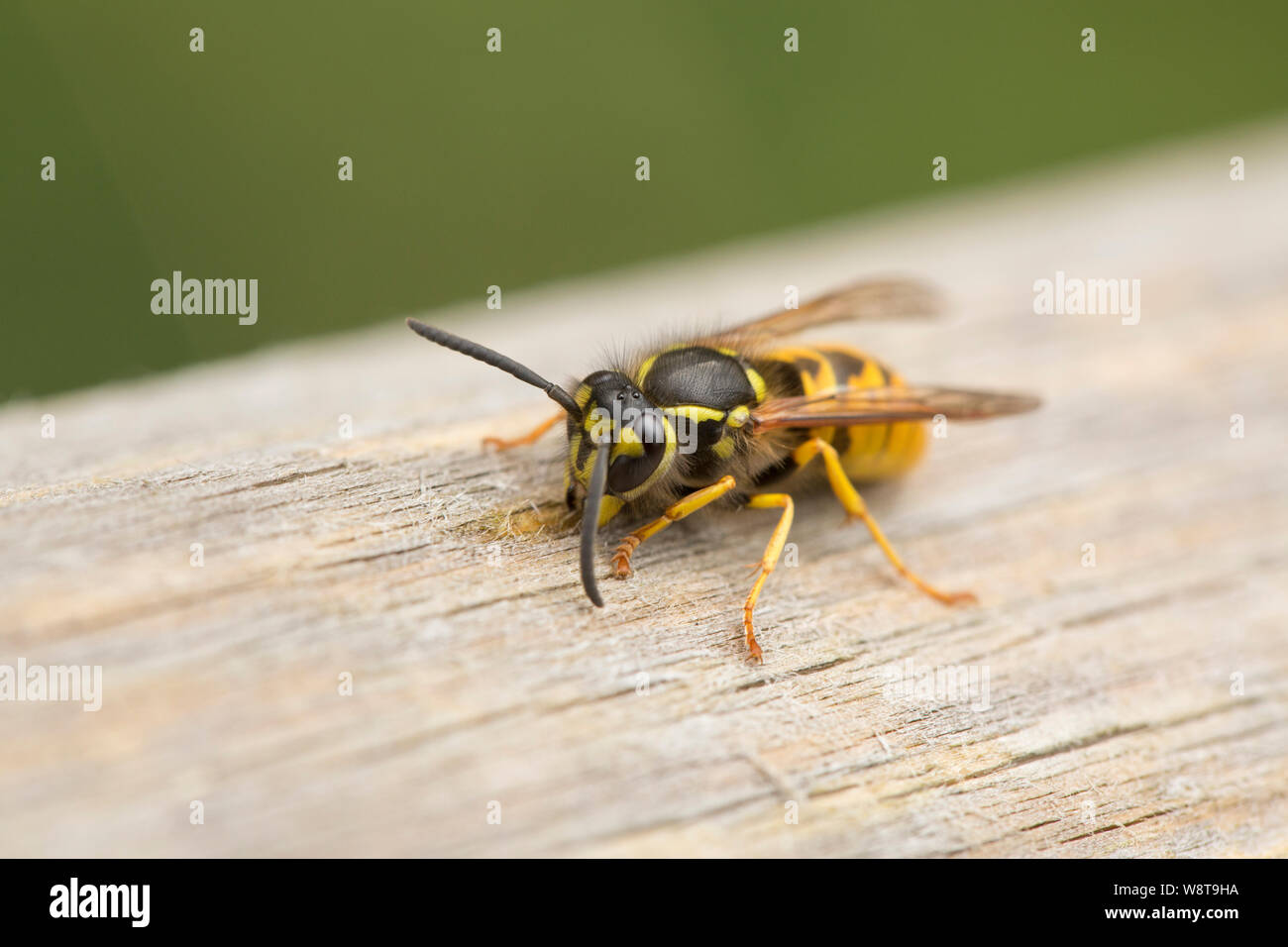 A wasp gathering wood to add to its nest from a fence rail next to a public footpath. Gillingham North Dorset England UK GB Stock Photo