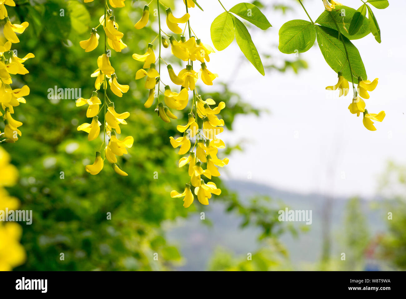 Close up shot of the yellow flowers of a Laburn tree also known as ...