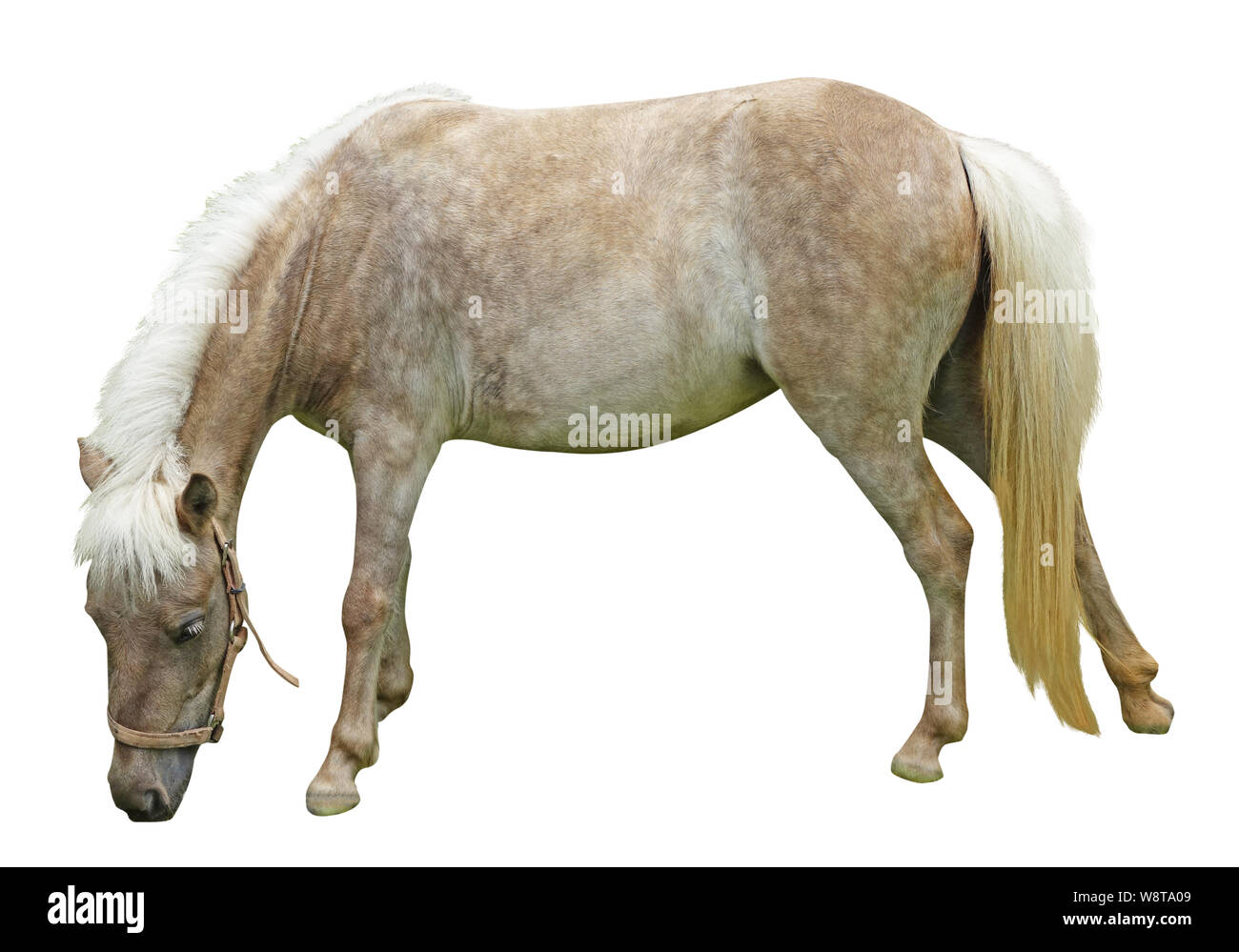 horse isolated on white background Stock Photo