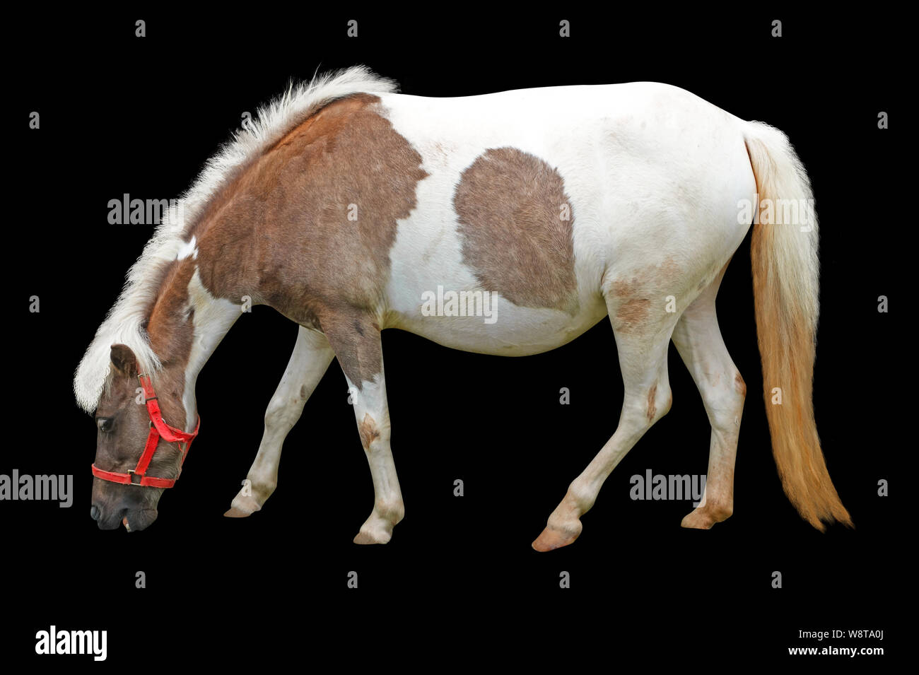 horse isolated on black background Stock Photo - Alamy