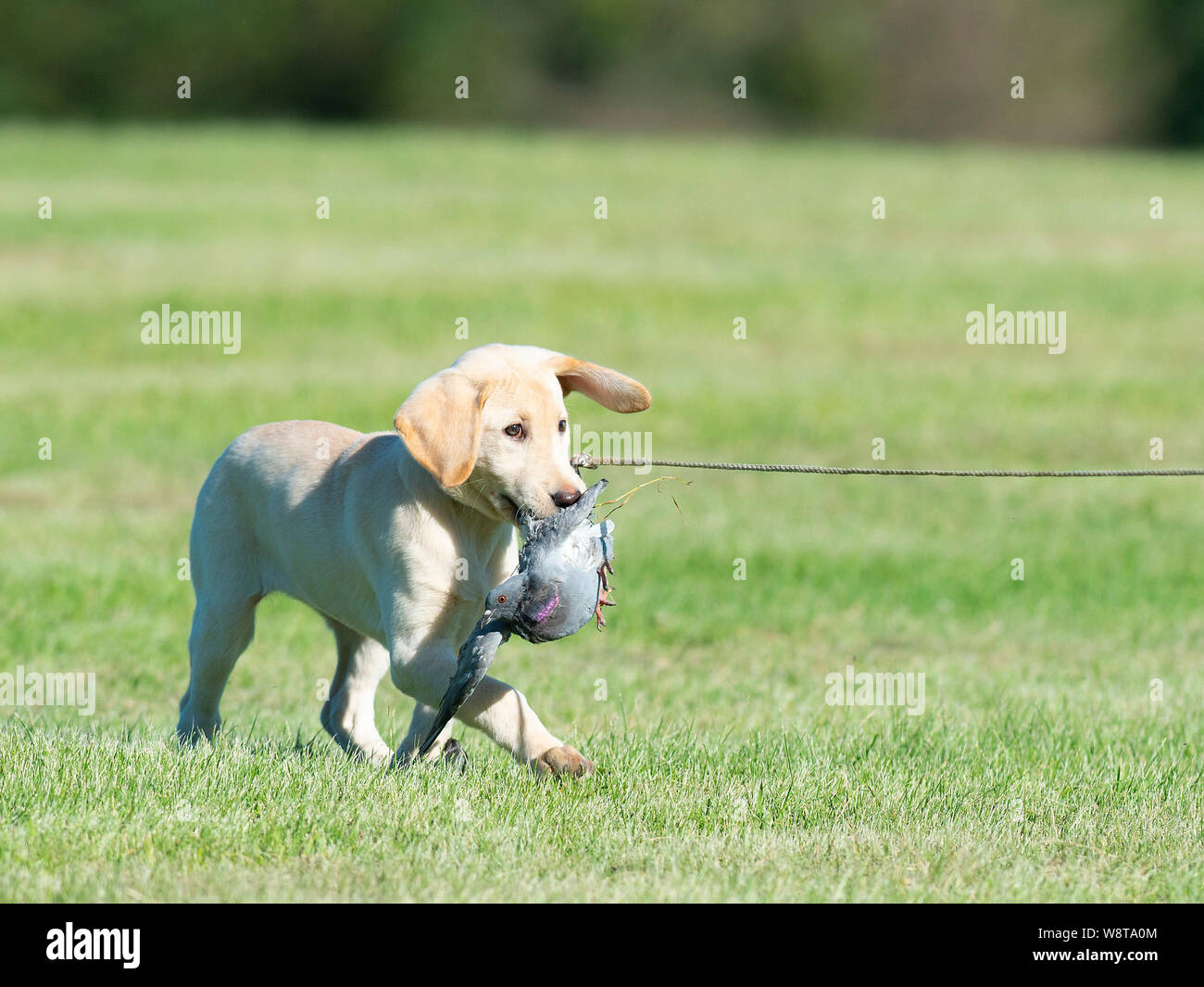 labrador retriever trainers near me