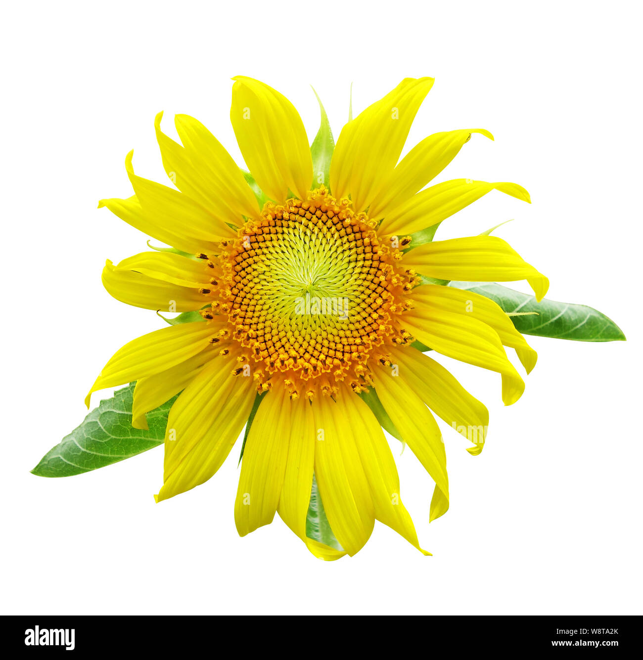 sunflower isolated on a white background Stock Photo - Alamy