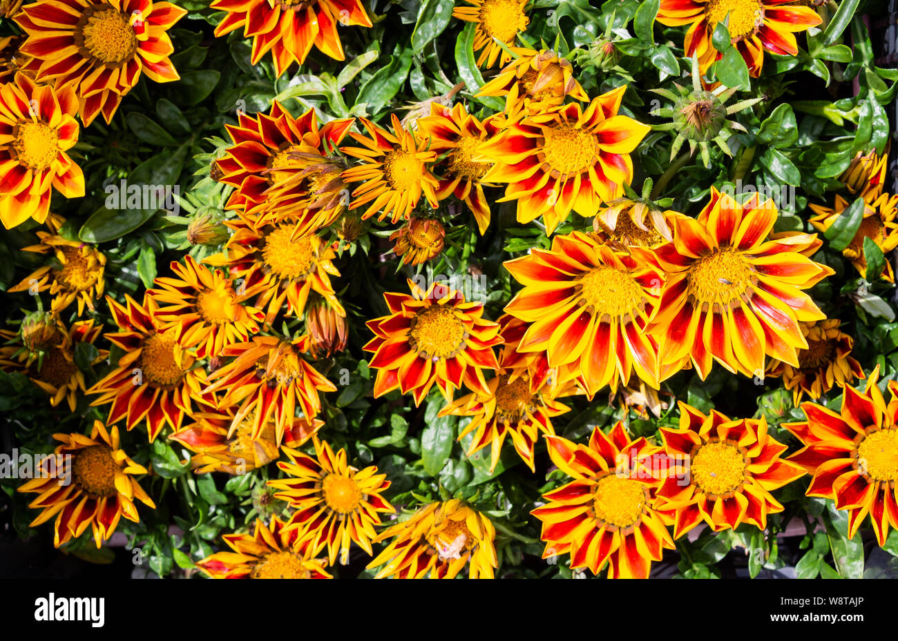 Red and yellow Gazania flowers in full bloom Stock Photo