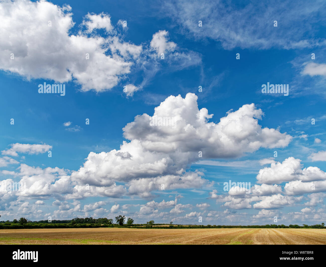White fluffy Cumulus clouds against a vibrant blue summers sky with a stubble field in the foreground Stock Photo