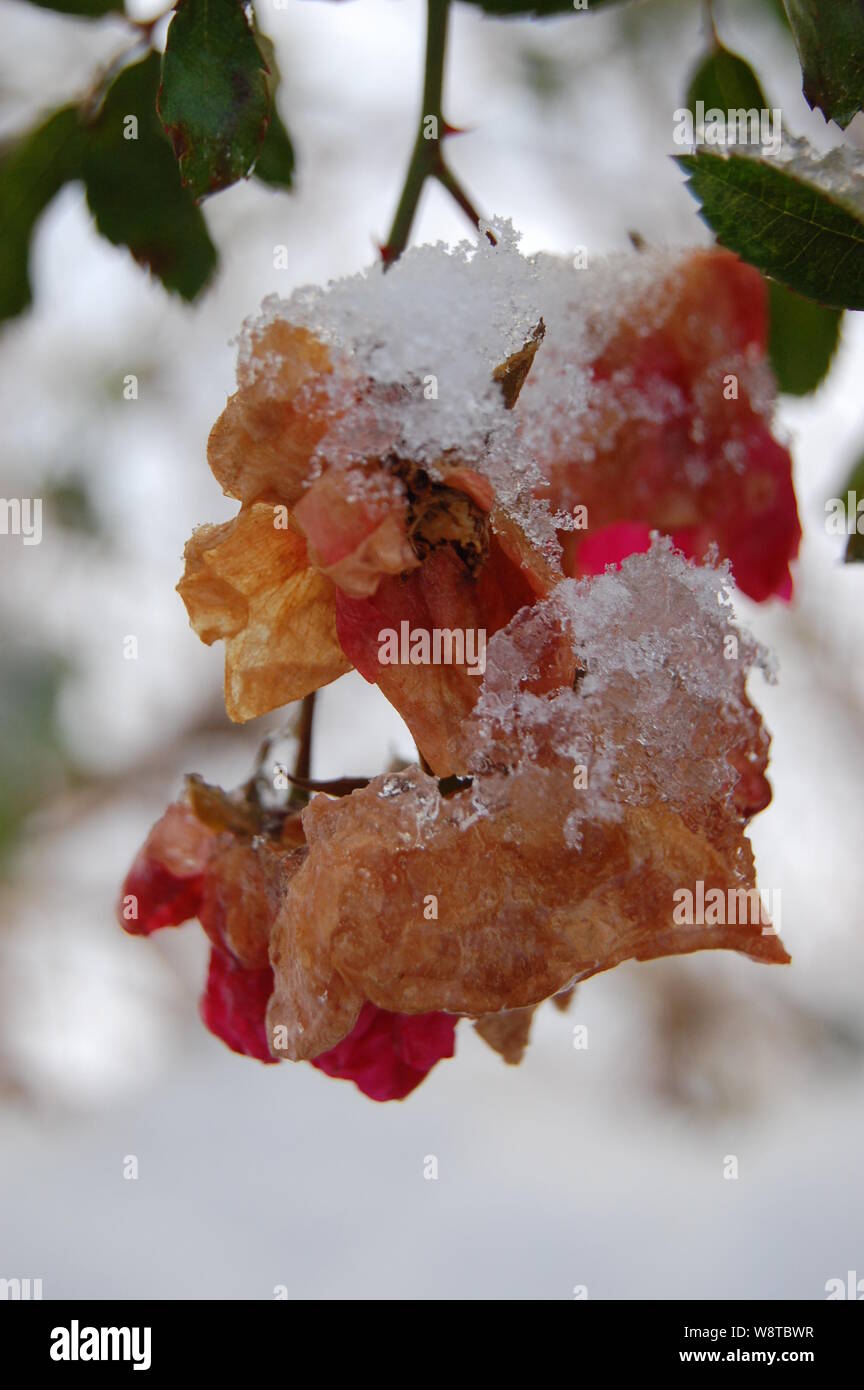 Garden rose snow hi-res stock photography and images - Alamy