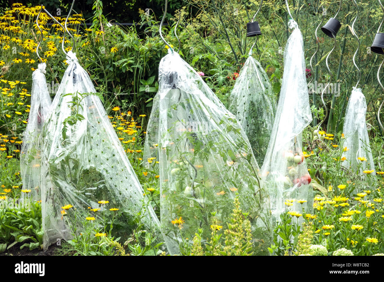 Tomatoes plant growing at support stick under plastic protection in a