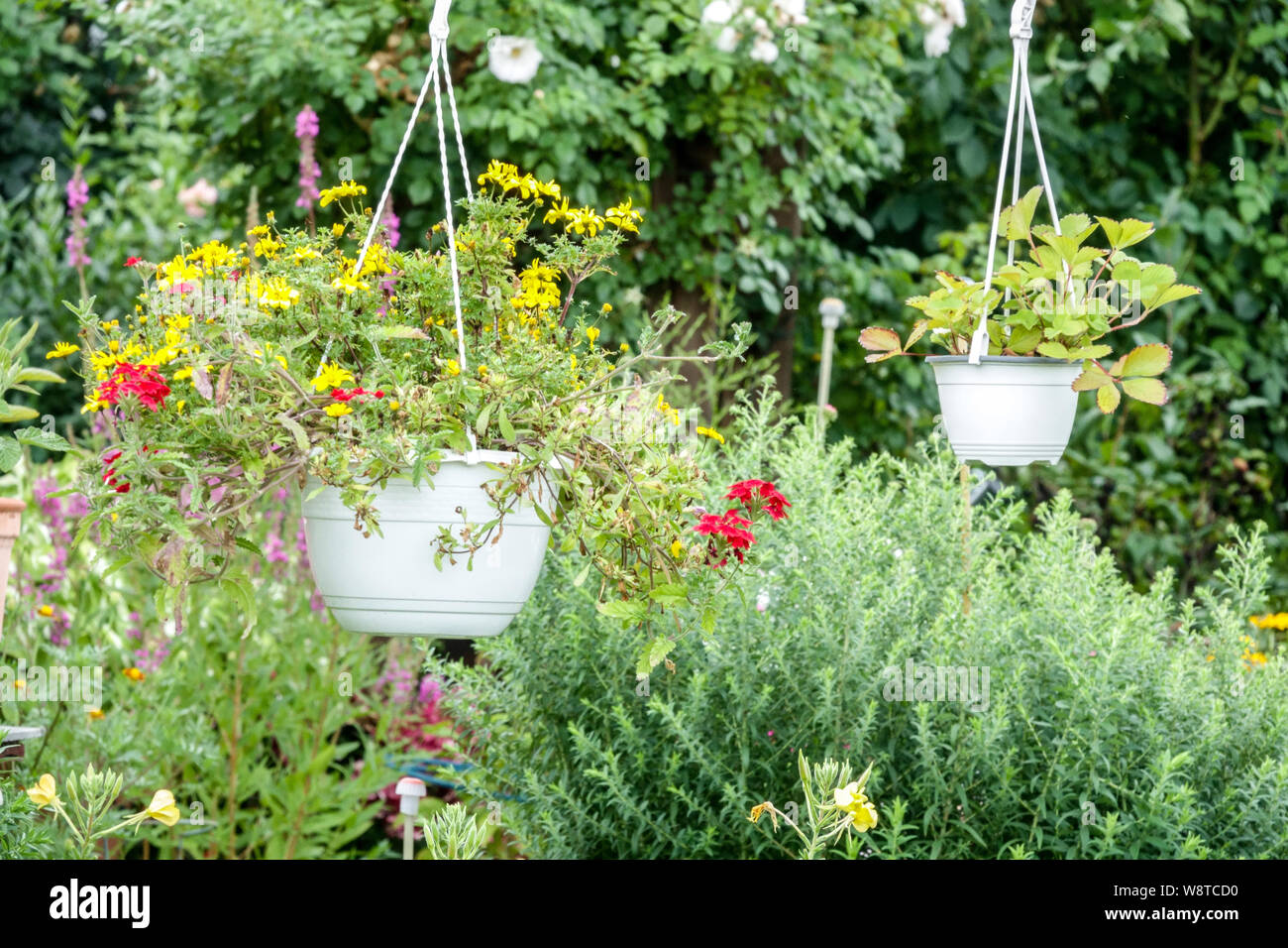 Hanging pots with colorful plants in august garden flowers Stock Photo