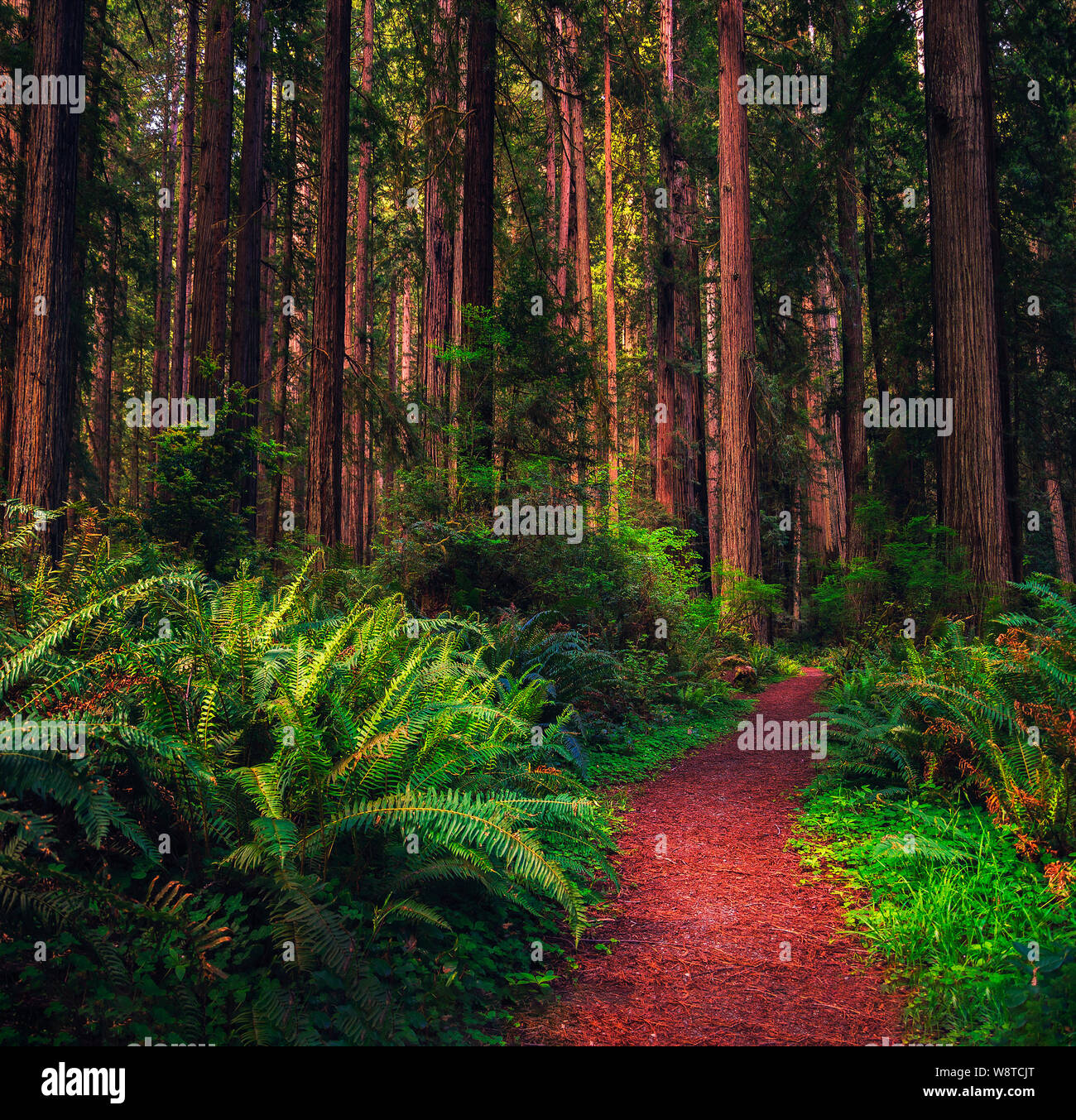 Hiking trail through a Redwood forest in northern California Stock Photo