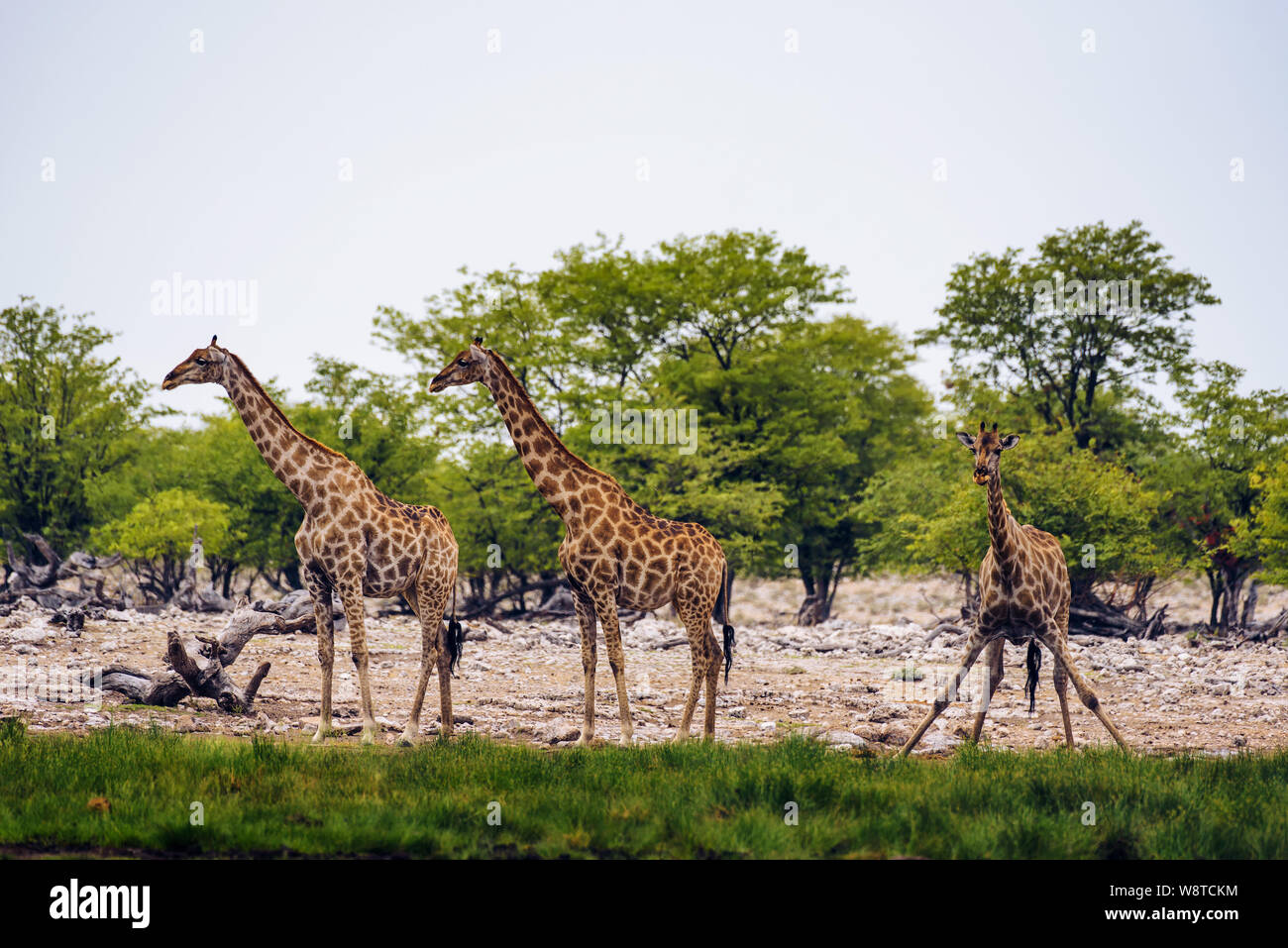 Giraffes drink water from a waterhole in Etosha National Park Stock Photo