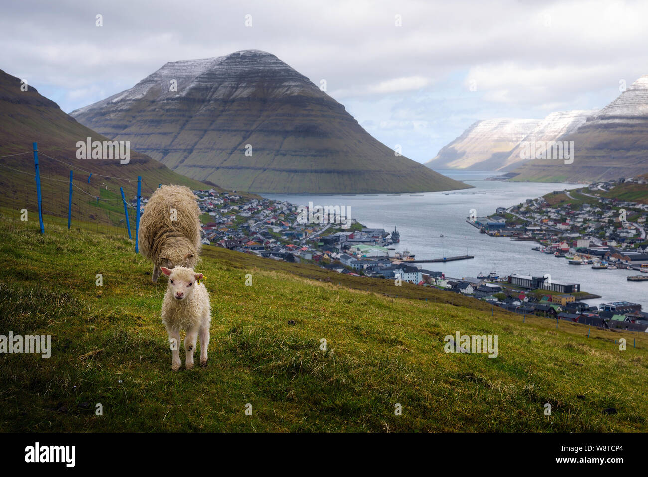 Sheep with a lamb on a hill above the city of Klaksvik in the Faroe Islands Stock Photo