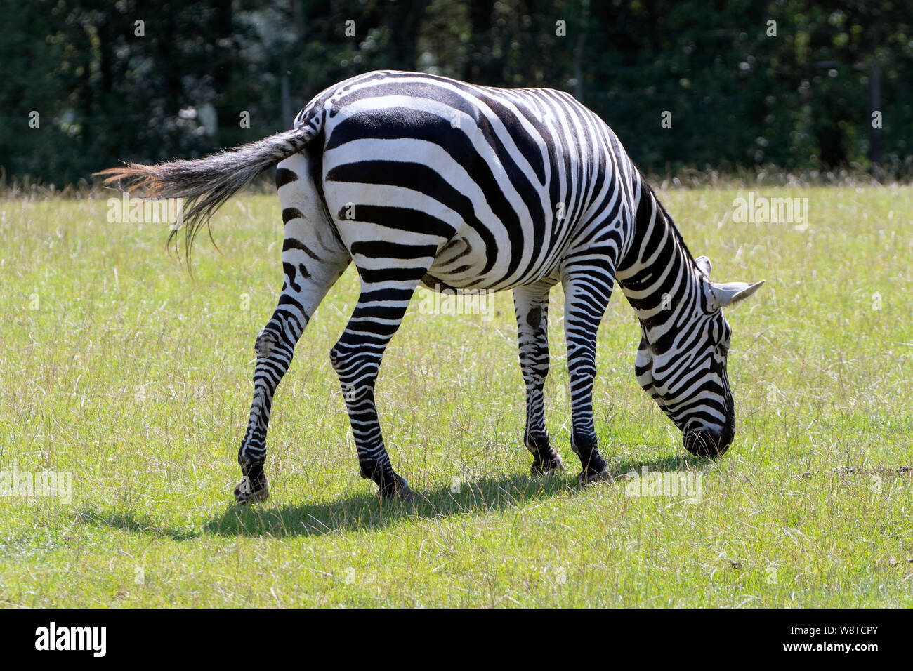 Back/side view of a zebra eating grass on a field Stock Photo - Alamy