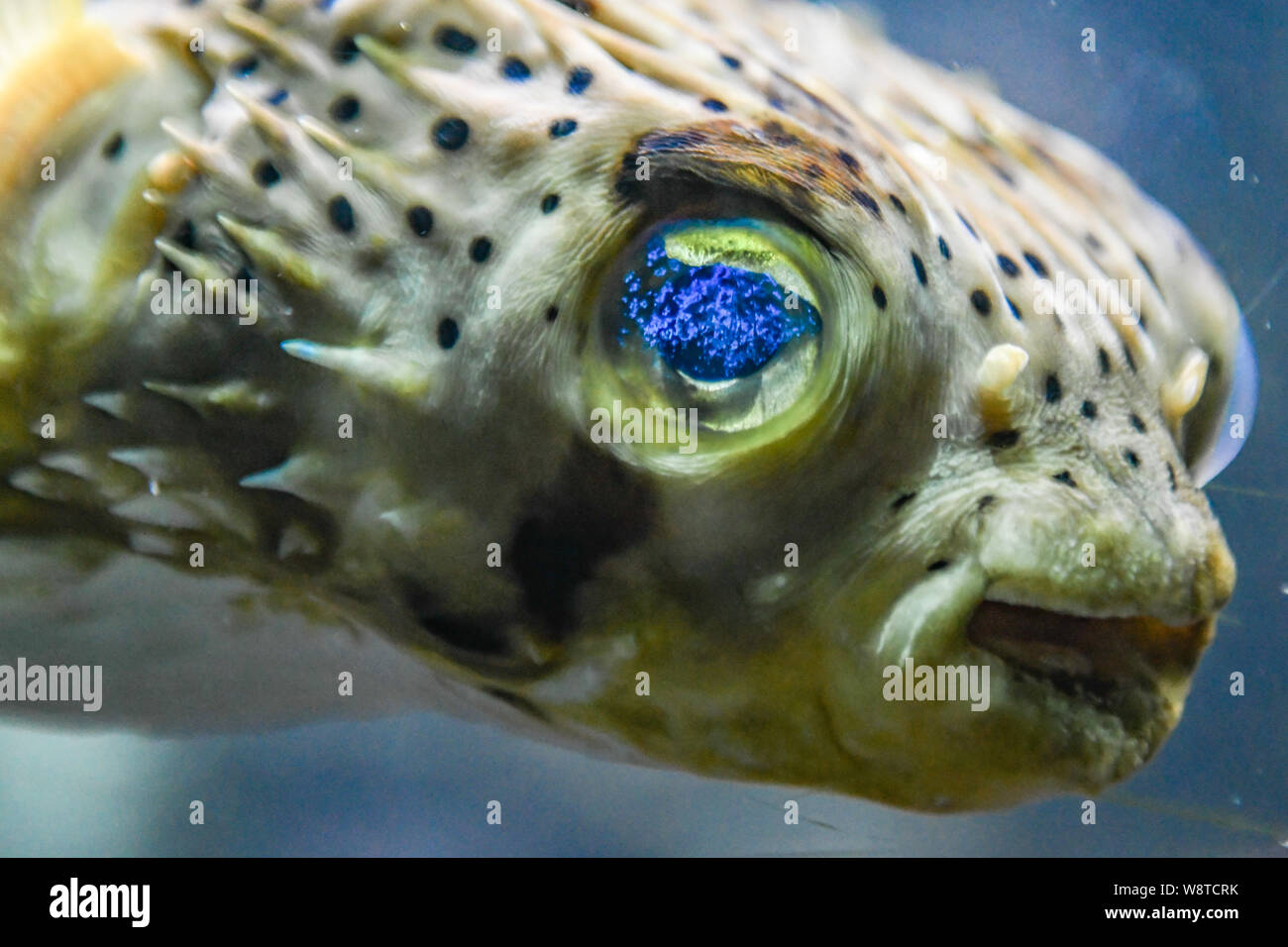 Porcupine Puffer fish Diodon holocanthus Bermuda Aquarium, Museum and Zoo - Pufferfish closeup with fluorescent blue eyes - salt water tropical fish Stock Photo