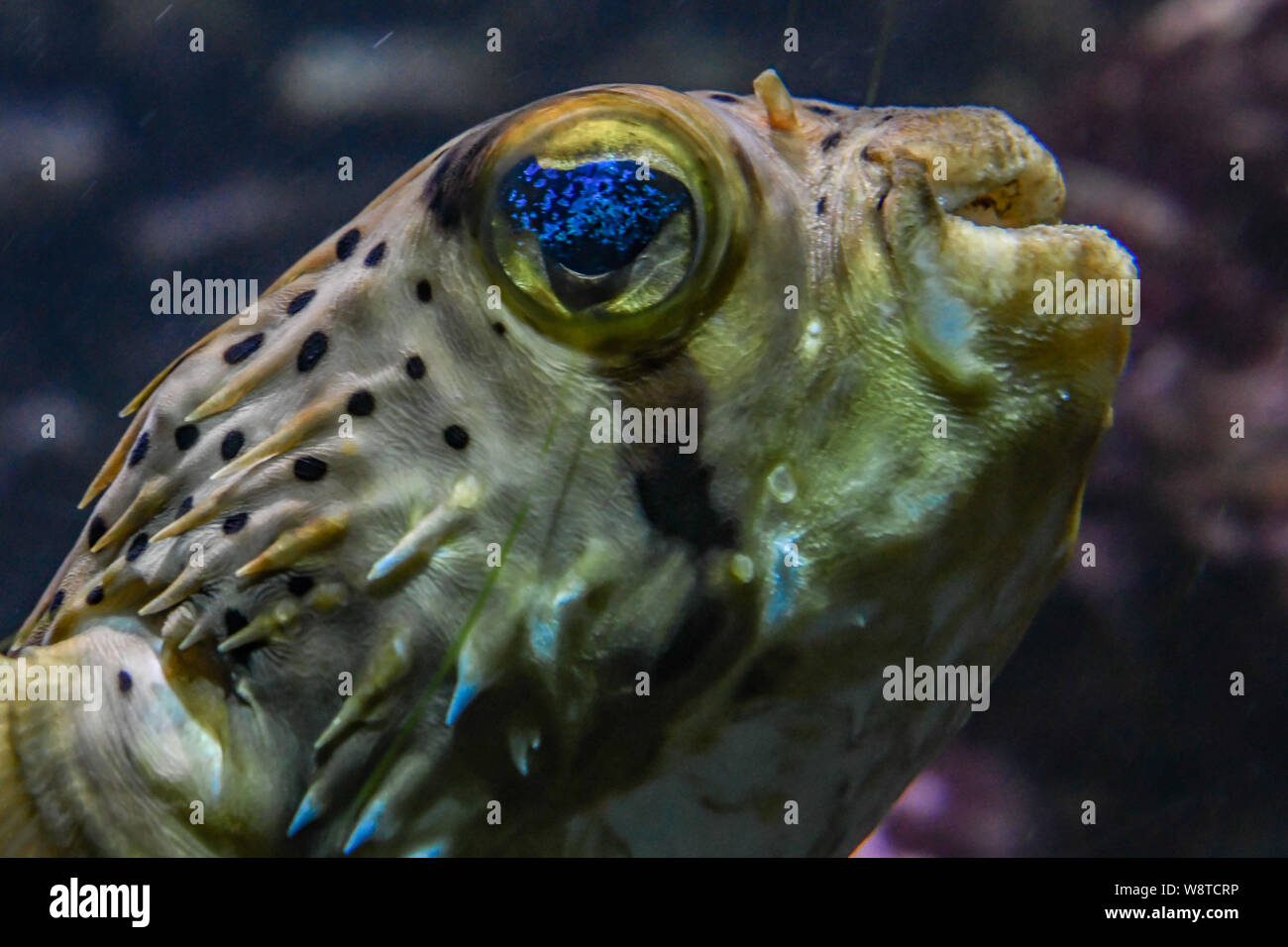 Porcupine Puffer fish Diodon holocanthus Bermuda Aquarium, Museum and Zoo - Pufferfish closeup with fluorescent blue eyes - salt water tropical fish Stock Photo