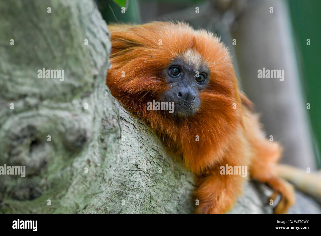 Golden lion tamarin in a tree - Leontopithecus rosalia lying down - golden marmoset - habitat loss - Golden lion tamarin a New World monkey & omnivour Stock Photo