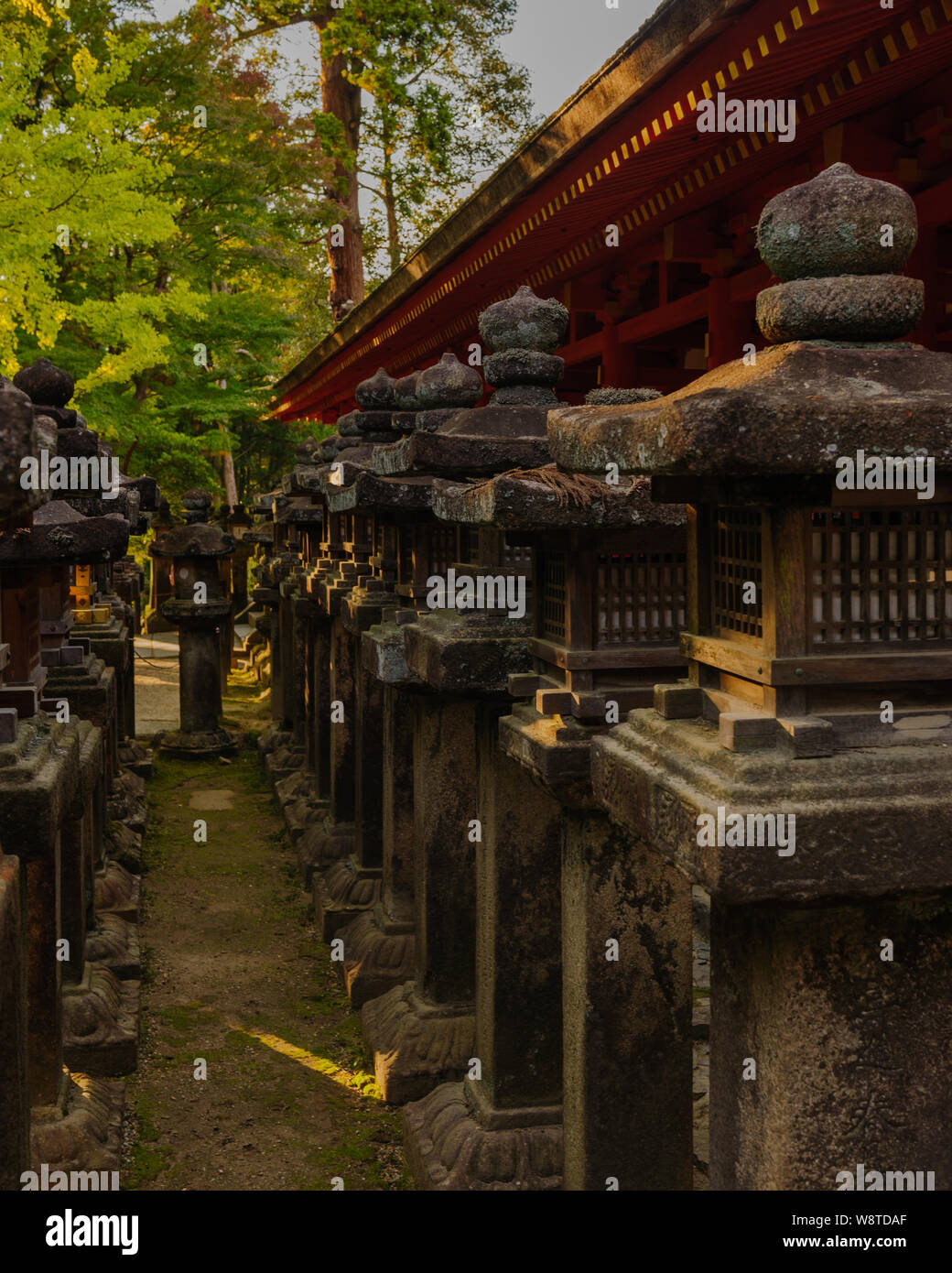 Traditional stone latern covered with moss in warm evening sunlight are iconic symbols of Naras Kasuga Taisha Shrine, Japan November 2018 Stock Photo
