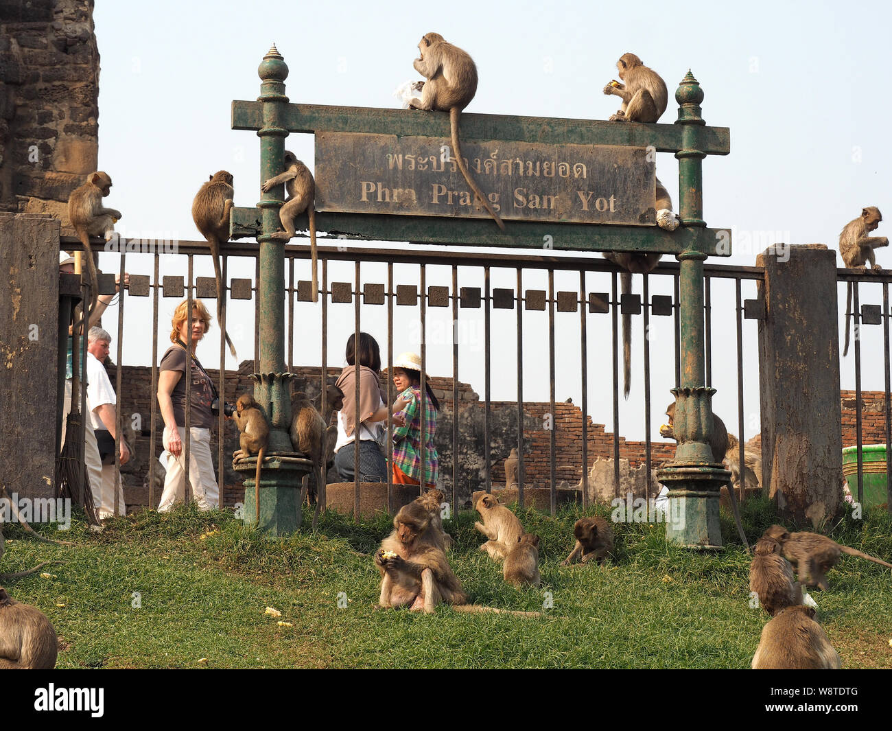 Monkeys, Phra Prang Sam Yot Khmer temple, Lopburi, Thailand, Asia Stock Photo