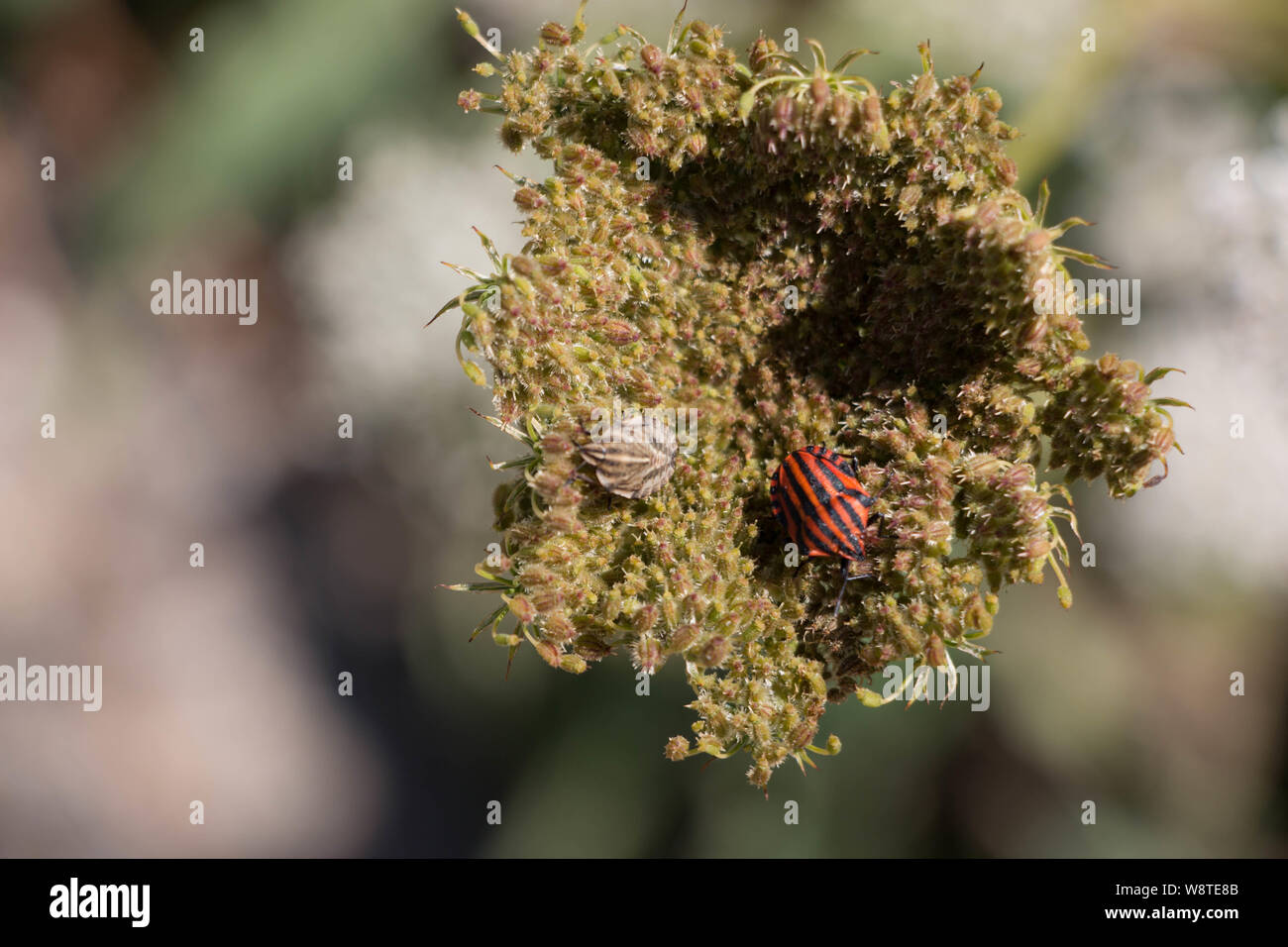Striped shield bug and larva on cow parsley seed head Stock Photo