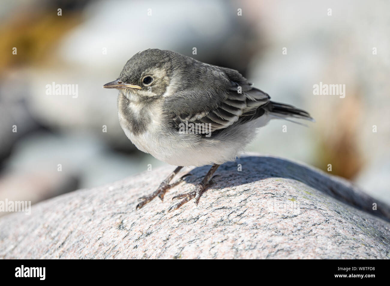 Baby White wagtail Stock Photo