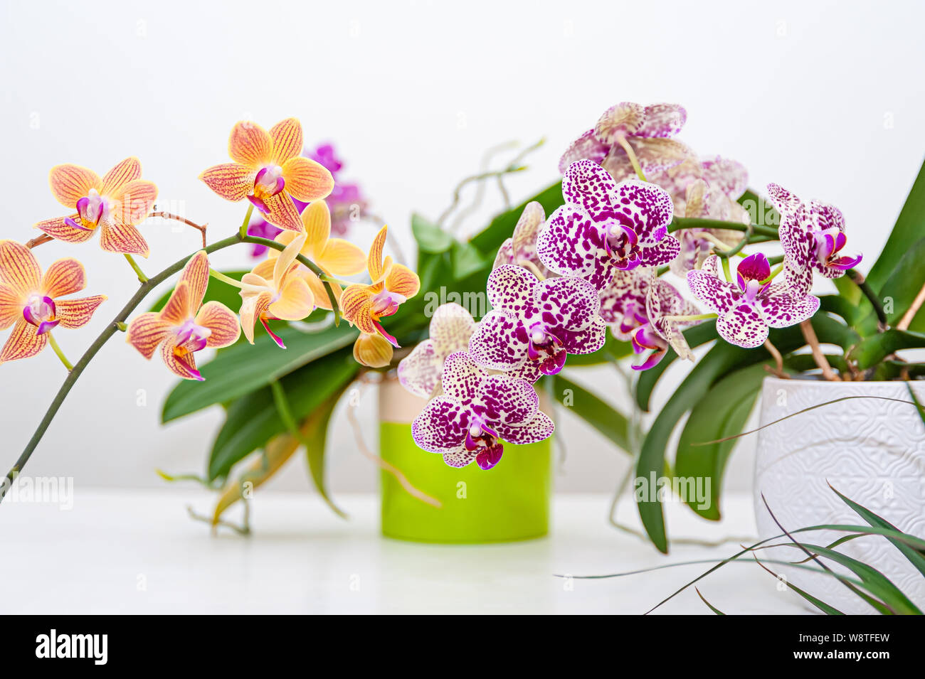 Orchids flowers in pot. Care of potted plants at home. Phalaenopsis. Orchidaceae. Stock Photo