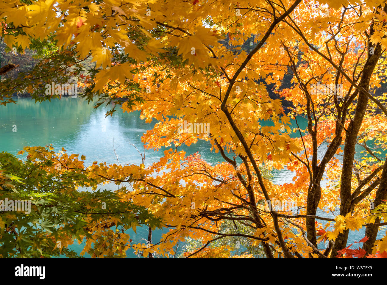 Red leave of maple tree for autumn fall background Stock Photo - Alamy