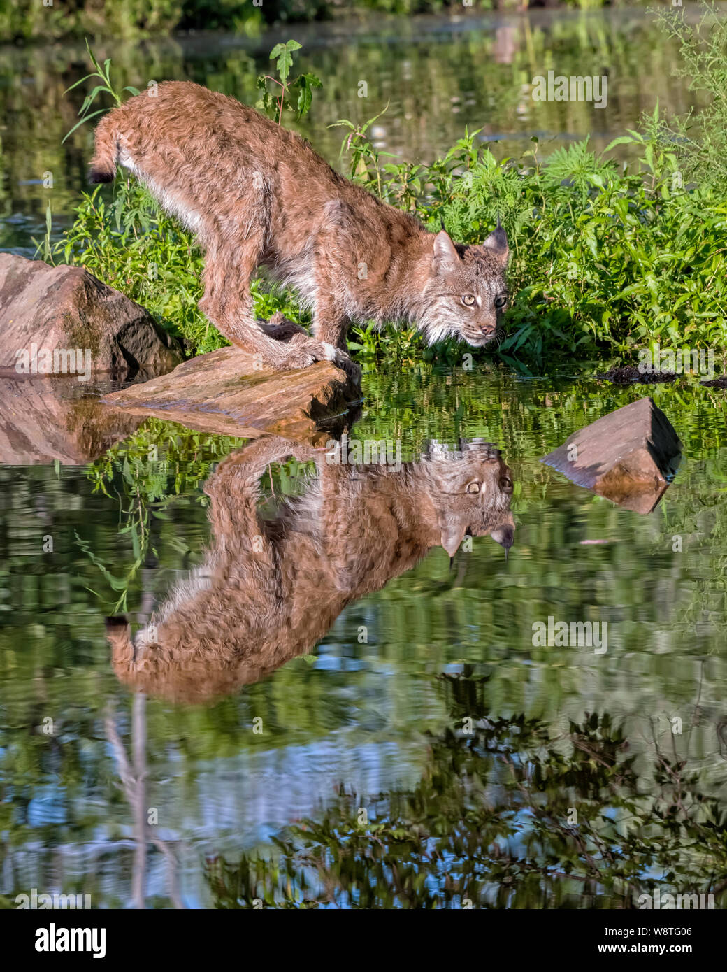 Canada Lynx perched on a Rock in a Body of Water with Reflection Stock Photo
