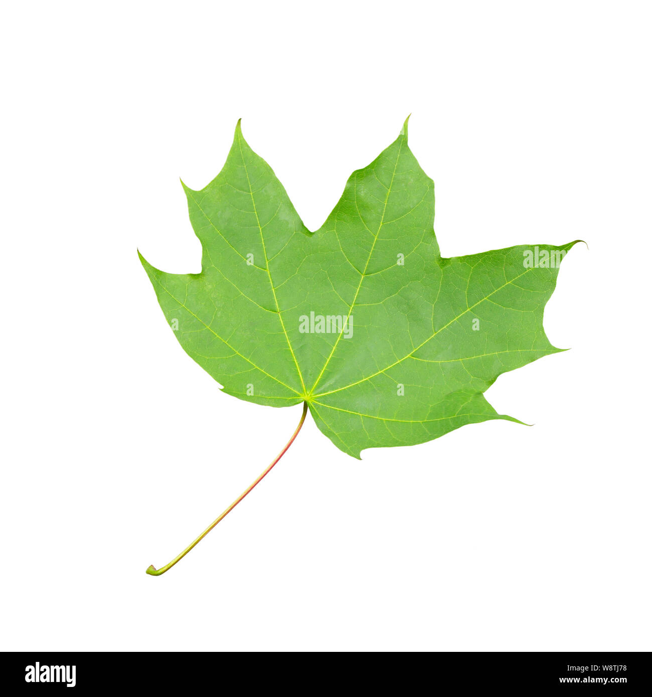 Green carved maple leaf isolated on a white background. Acer Platanoides Sapindaceae Family Maple Leaf Stock Photo