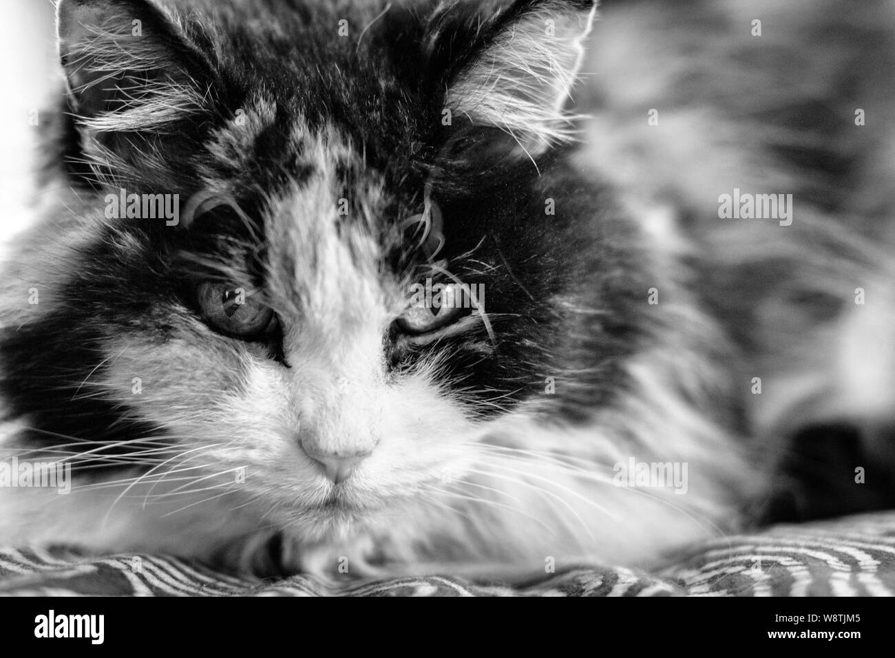 Close-up of a long-haired, calico cat (Felis catus) Stock Photo