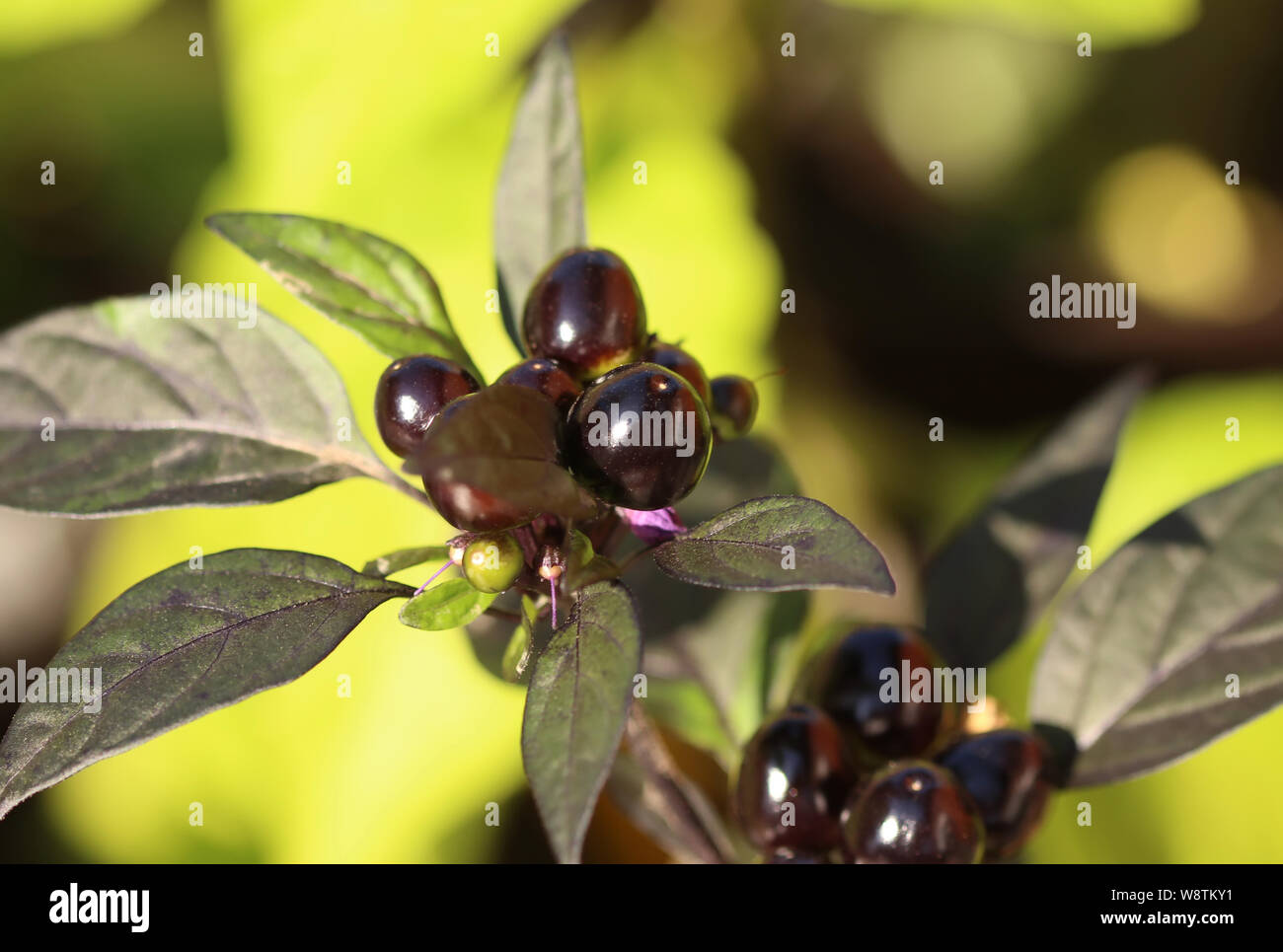 Chili peppers in a garden Stock Photo - Alamy