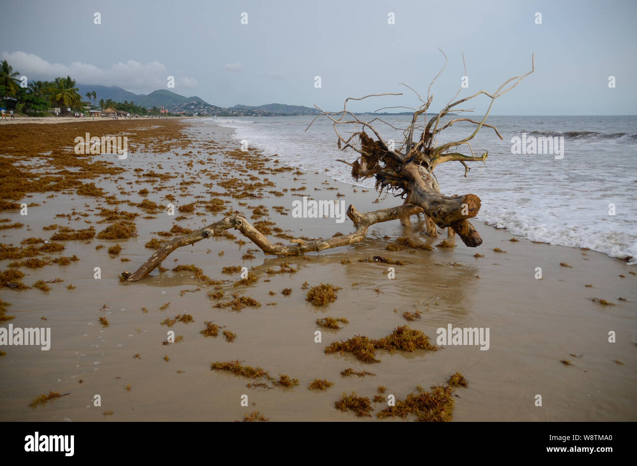 Uprooted tree on Lumley Beach, Freetown, Sierra Leone in 2014 Stock Photo