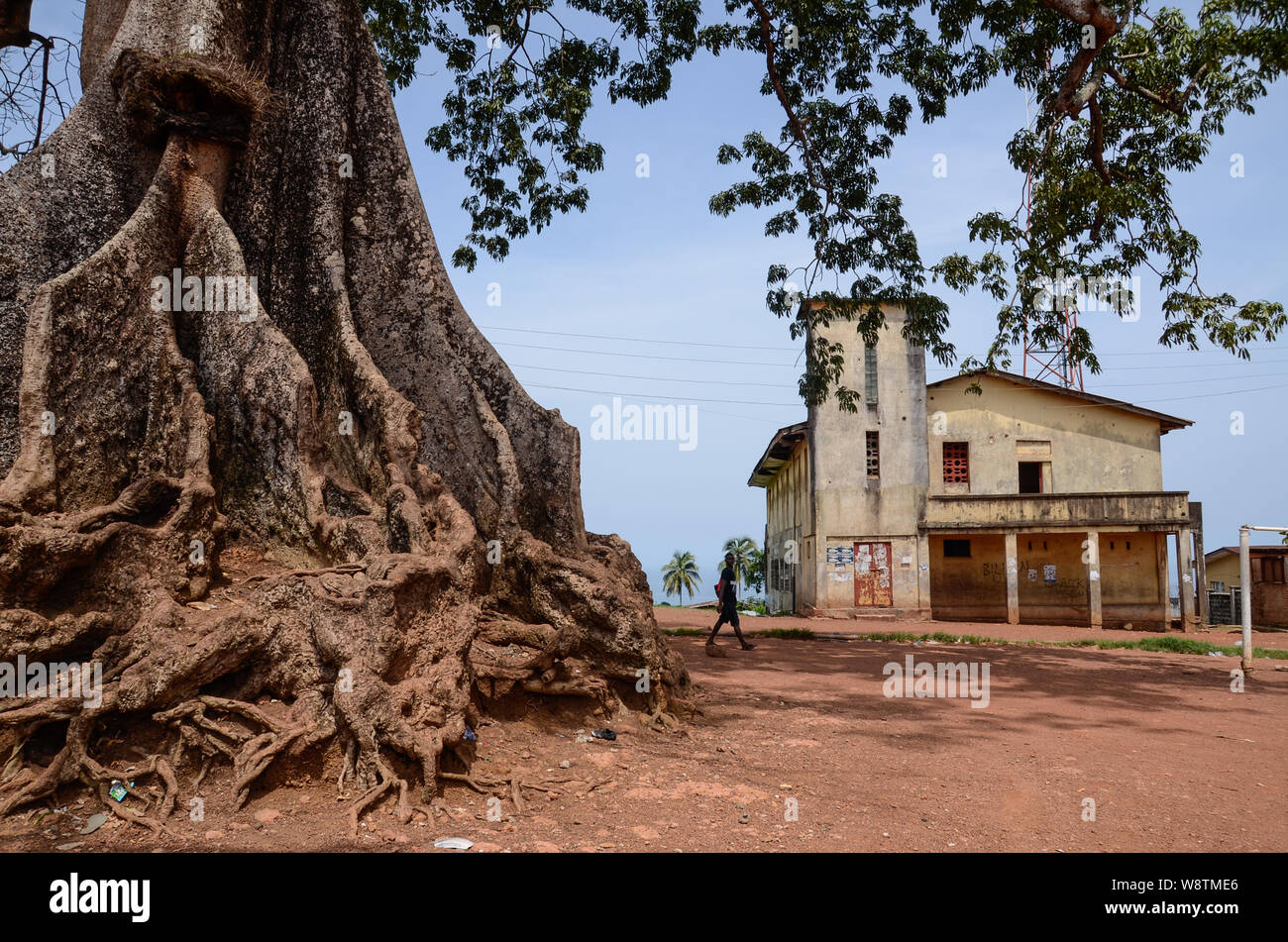 Twin cotton trees in Wilberforce, Freetown, Sierra Leone in 2014 Stock Photo