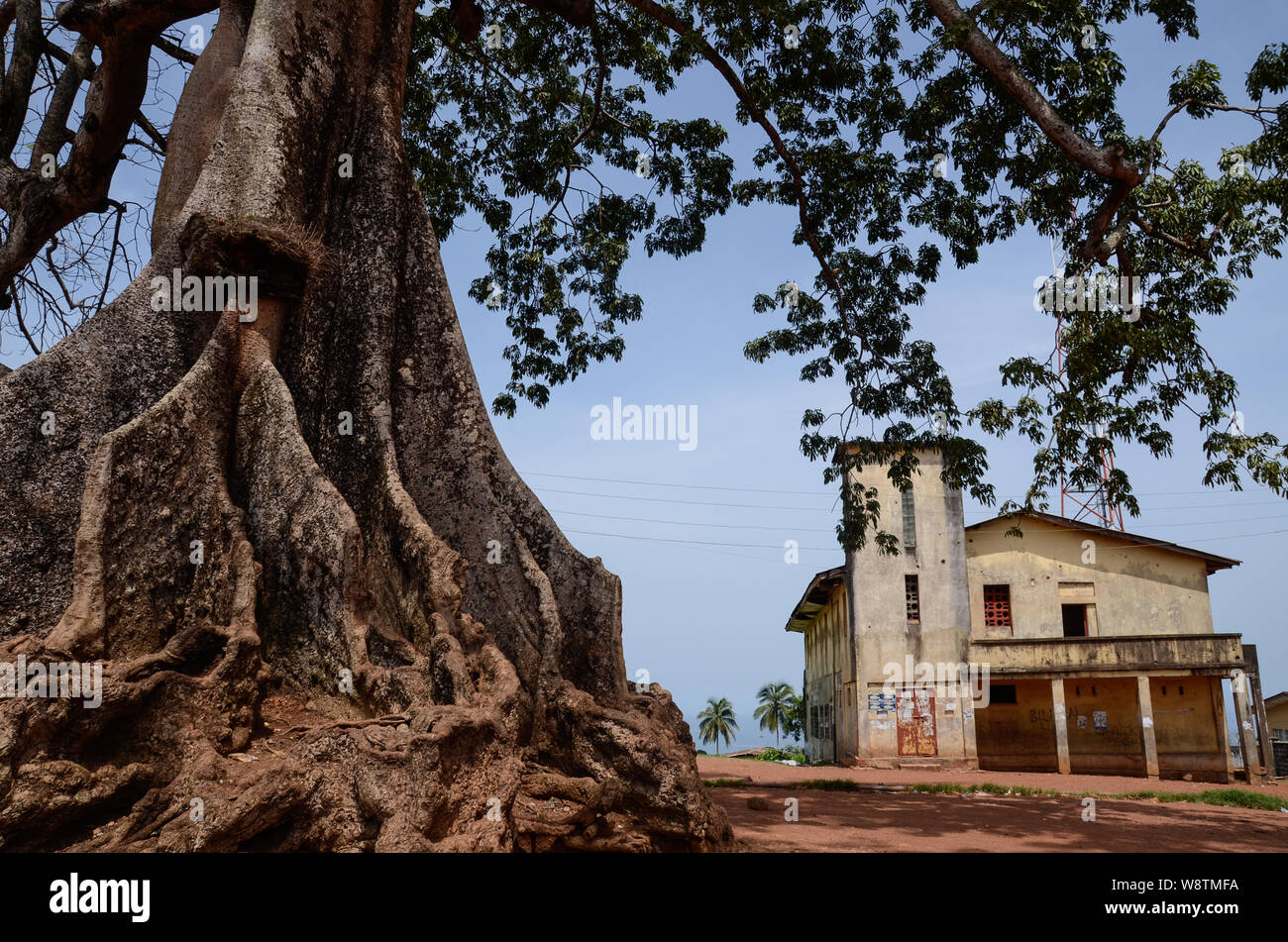 Twin cotton trees in Wilberforce, Freetown, Sierra Leone in 2014 Stock Photo