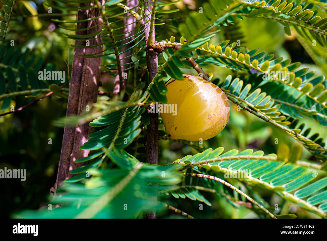 Phyllanthus emblica, also known as emblic, emblic myrobalan, myrobalan, Indian gooseberry, Malacca tree, or amla from Sanskrit amalaki is a deciduous Stock Photo