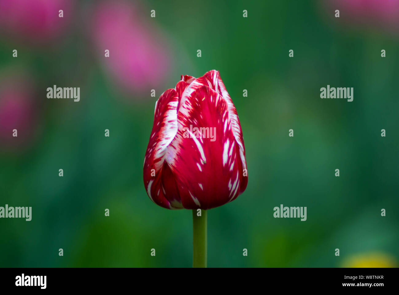 Close up of red and white, multicolored tulip flower blooming and green leaf background in the city park. Symbol of Love. Stock Photo