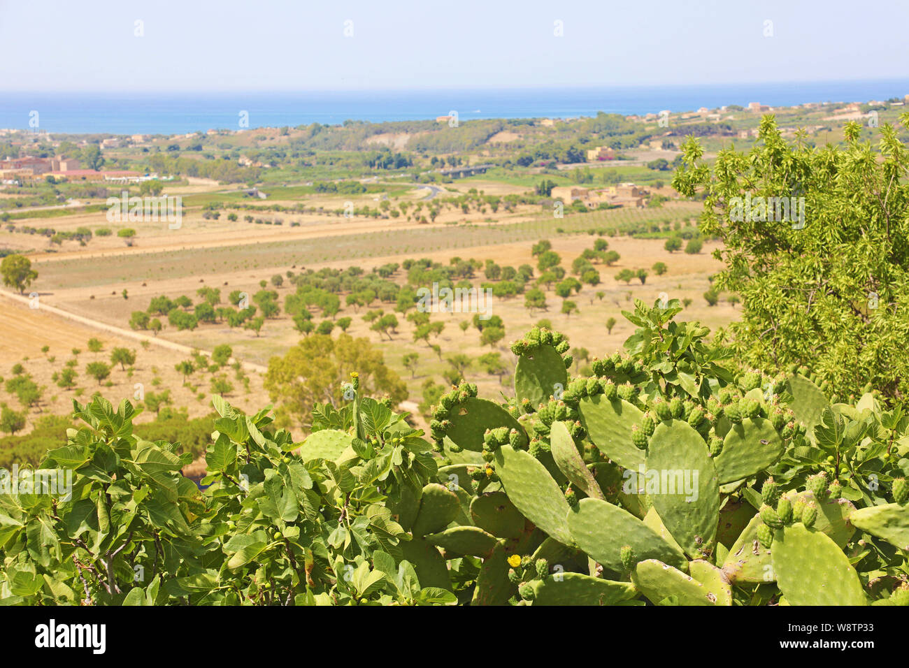 Prickly pear cactus and vegetation in Valley of the Temples, Agrigento, Sicily Stock Photo