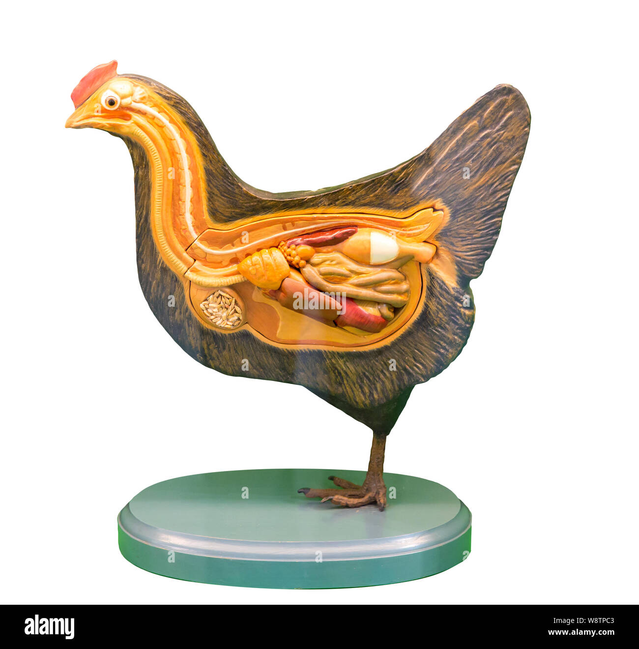 Anatomical model of hen, education concept Stock Photo