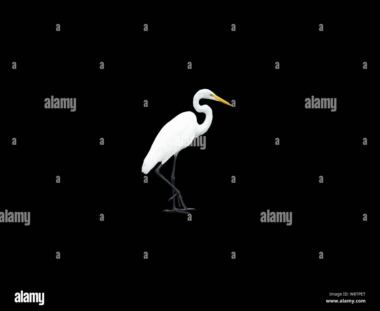 Adult snowy egret cut out on a black background with one foot lifted Stock Photo