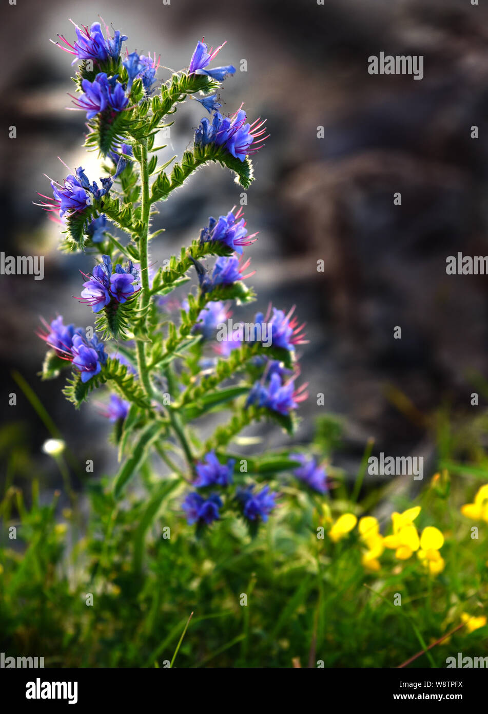 Wild Plant Stock Photo