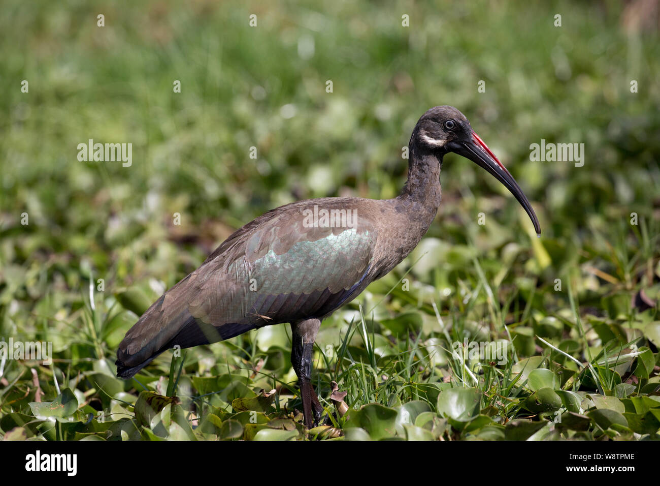 Solitary Hadada ibis, Bostrychia hagedash, Lake Naivasha, Kenya Stock Photo
