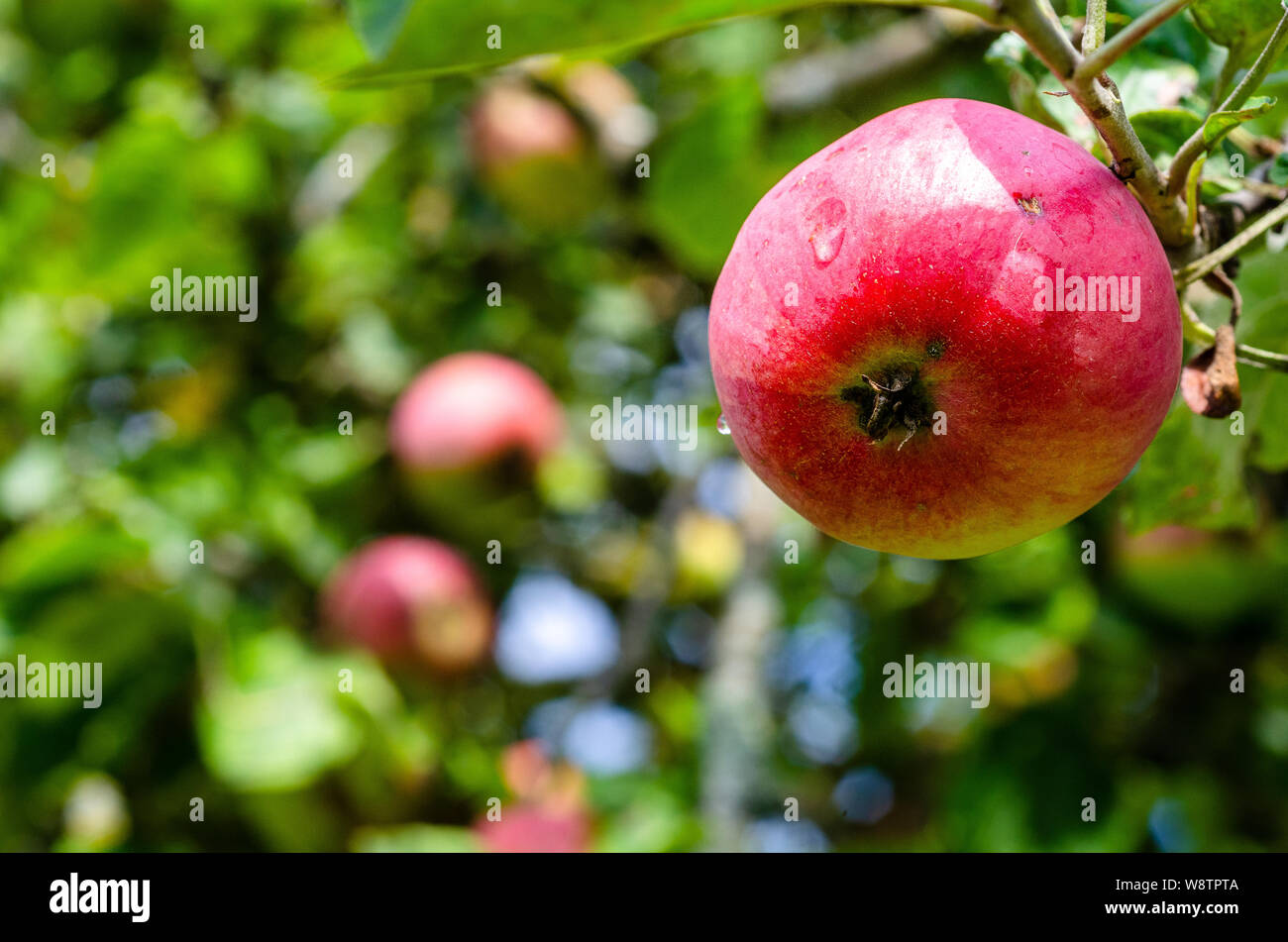 An apple fruit hanging on a branch Stock Photo