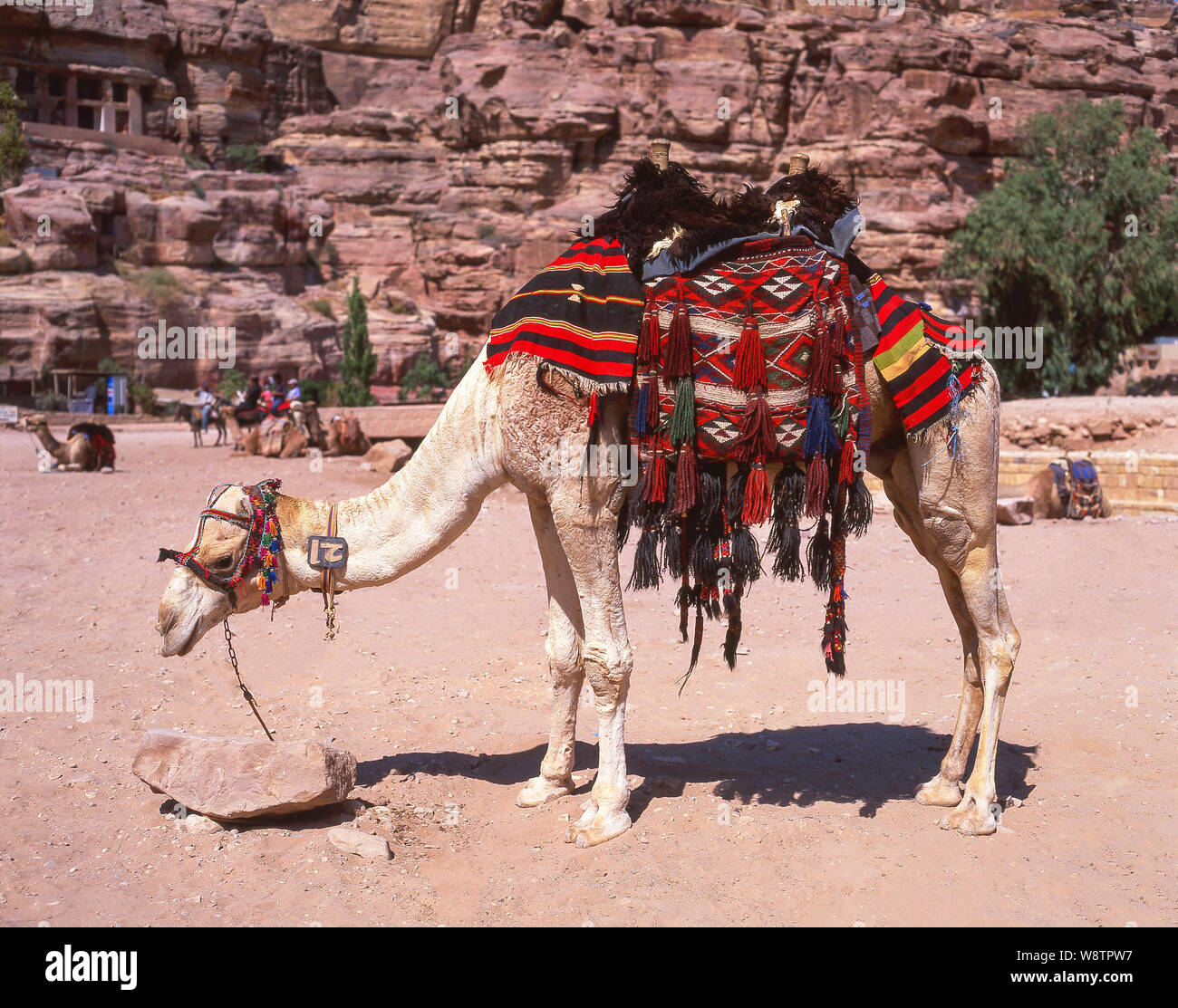 Decorated camel by The Treasury (Al Khazneh), Ancient City of Petra, Maan, Kingdom of Jordan Stock Photo