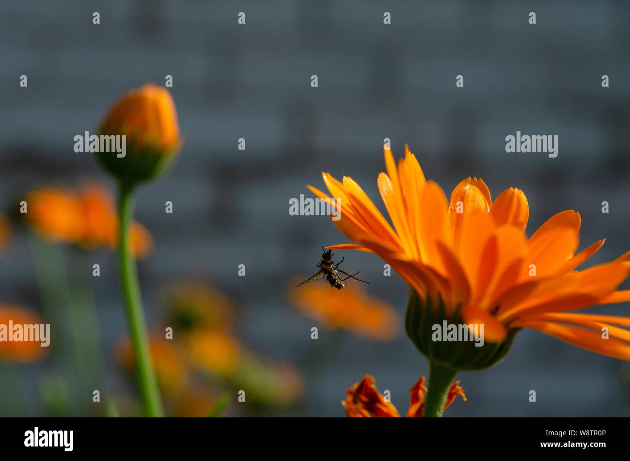 A dead bee on an orange daisy flower (calendula officinalis) Stock Photo