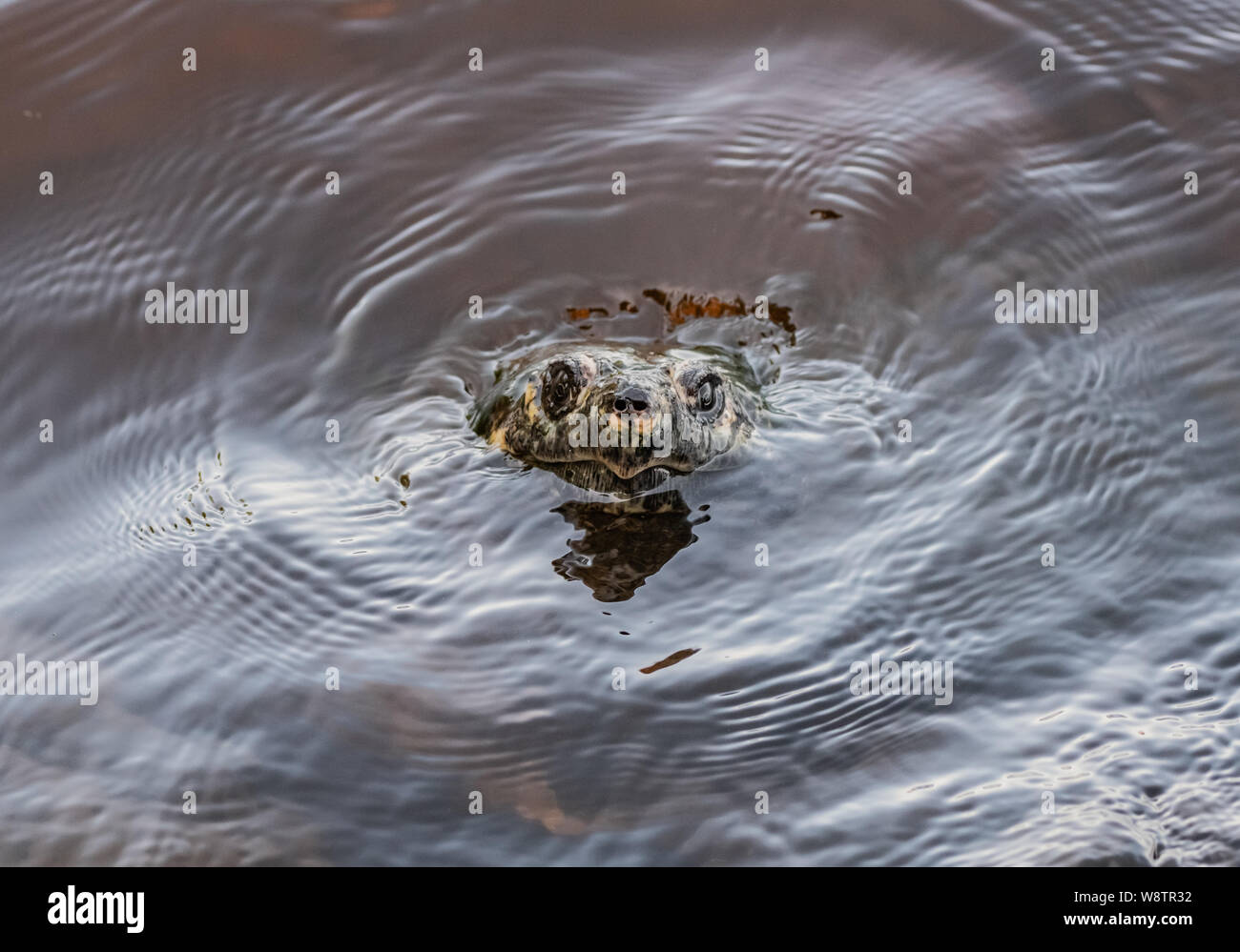 Snapping Turtle Breaks The Surface of dark water in lake Stock Photo